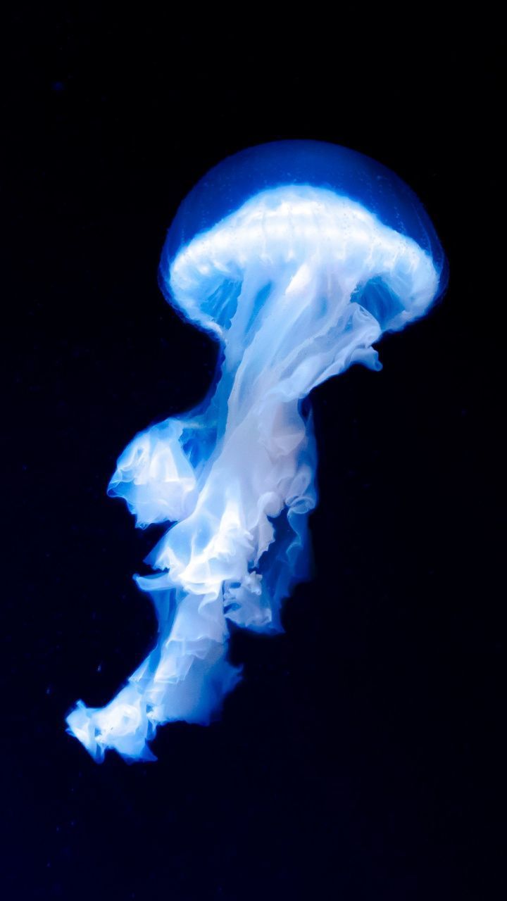 Blue jellyfish, dark, glow, 720x1280 wallpaper #jellyfish #sealife #mysterioussealife #oceans. Blue jellyfish, Jellyfish art, Jellyfish photography - Jellyfish