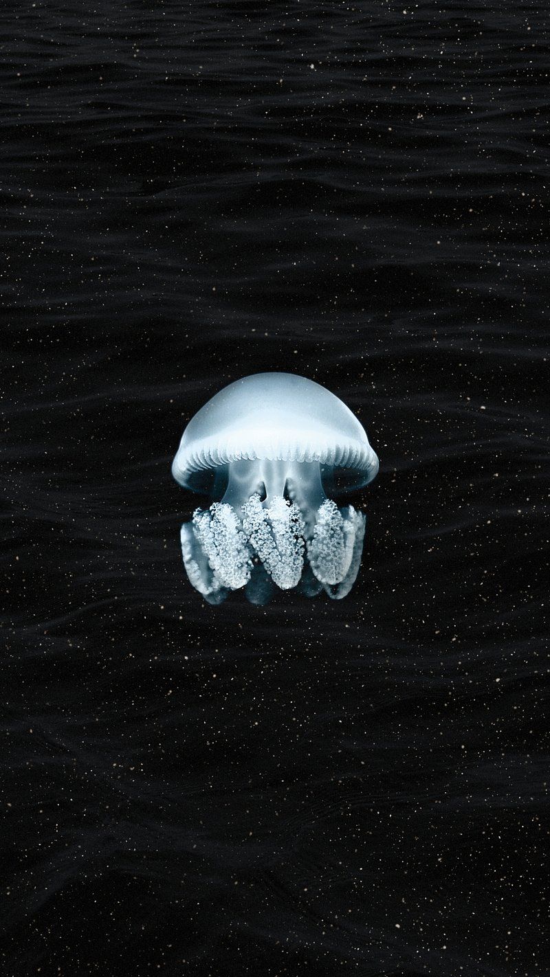 Jellyfish iPhone Wallpaper Image Wallpaper