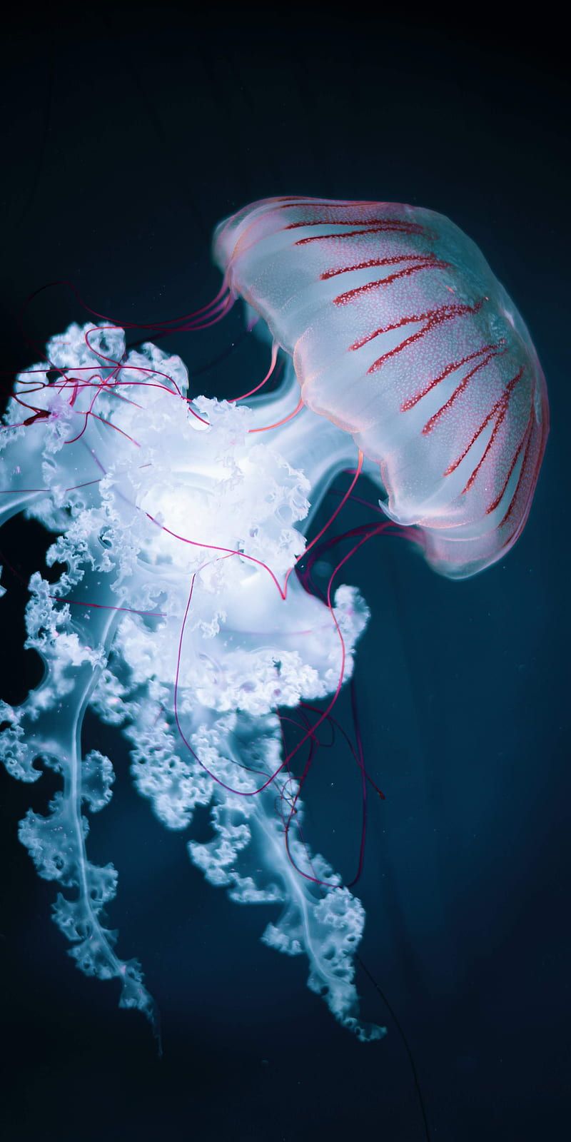 HD jellyfish wallpaper