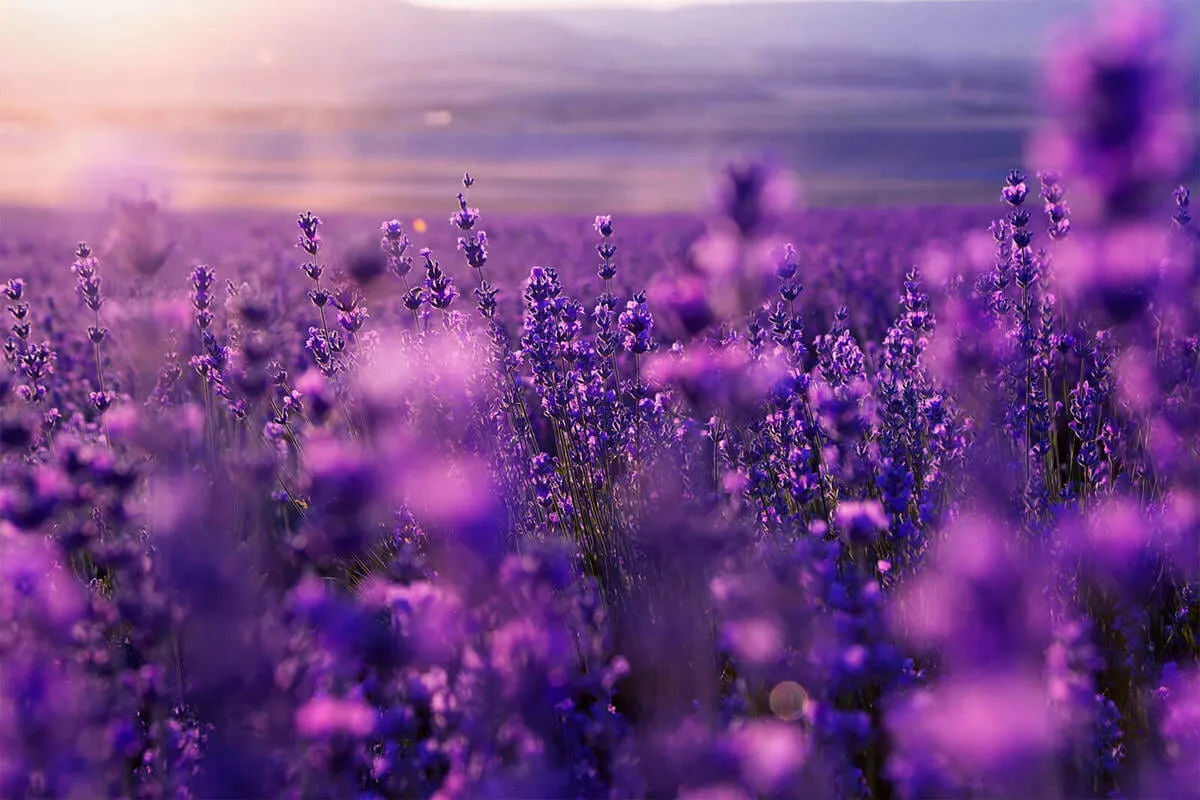 A field of lavender flowers with the sun shining through the background - Lavender
