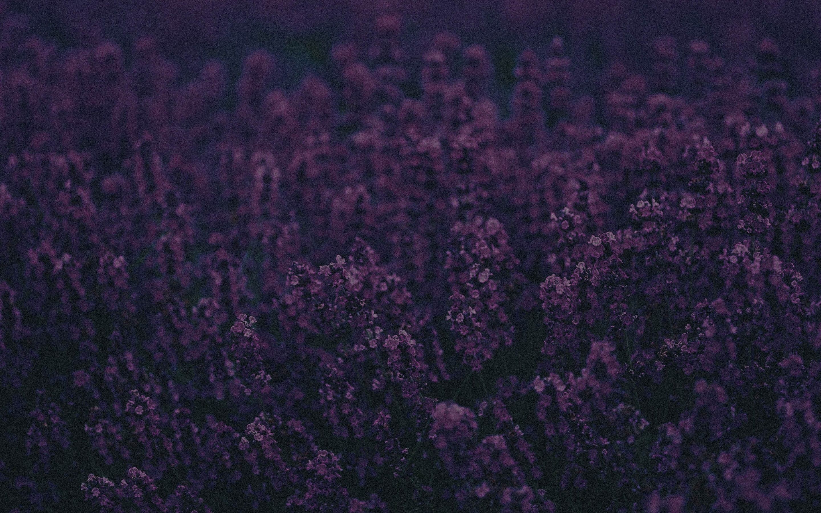 A field of purple flowers. - Lavender