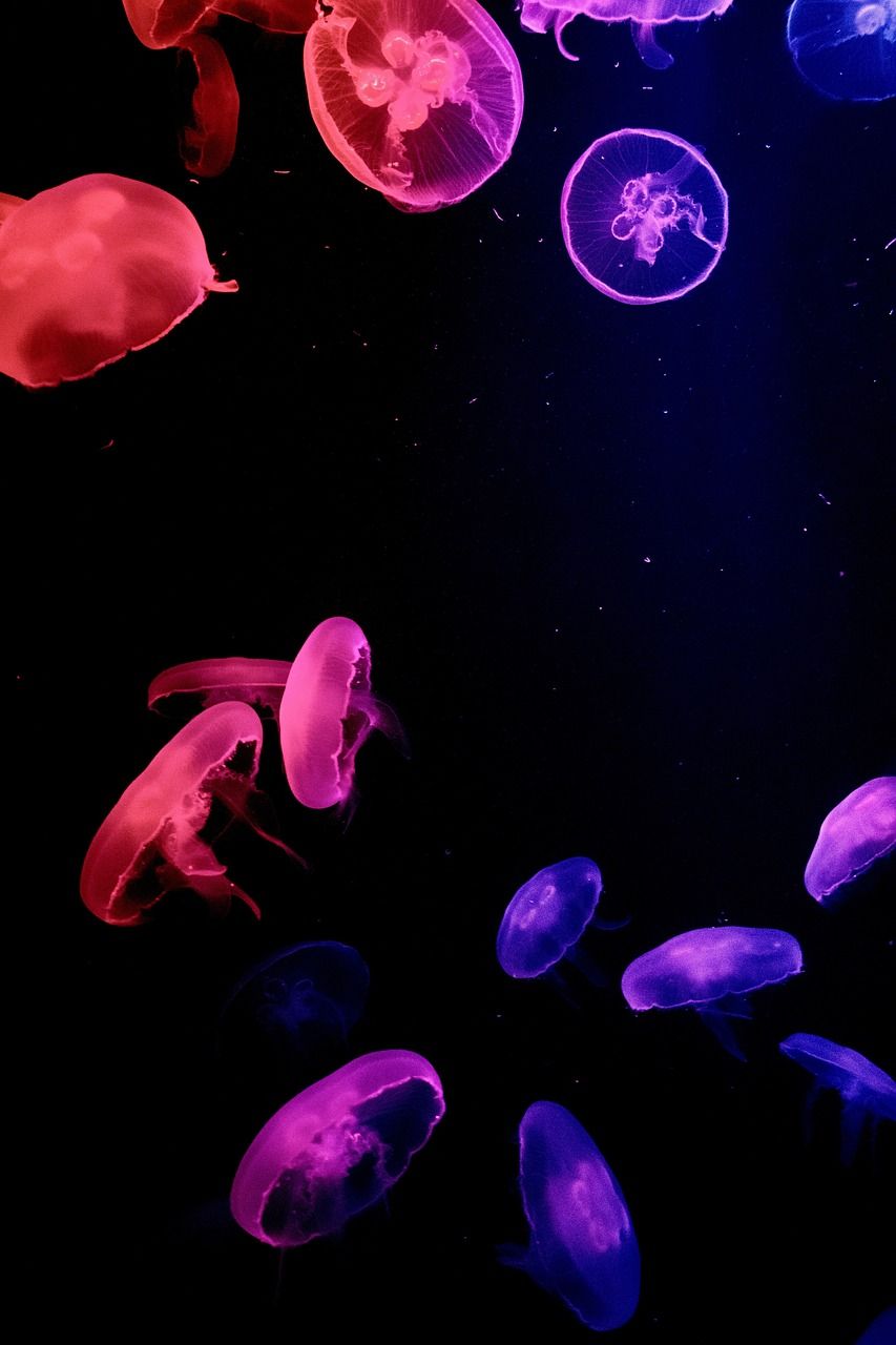 A group of jellyfish in a tank with purple and red lighting. - Jellyfish