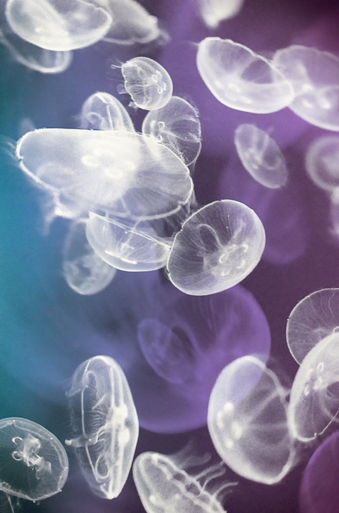 A group of jellyfish floating in the water. - Jellyfish