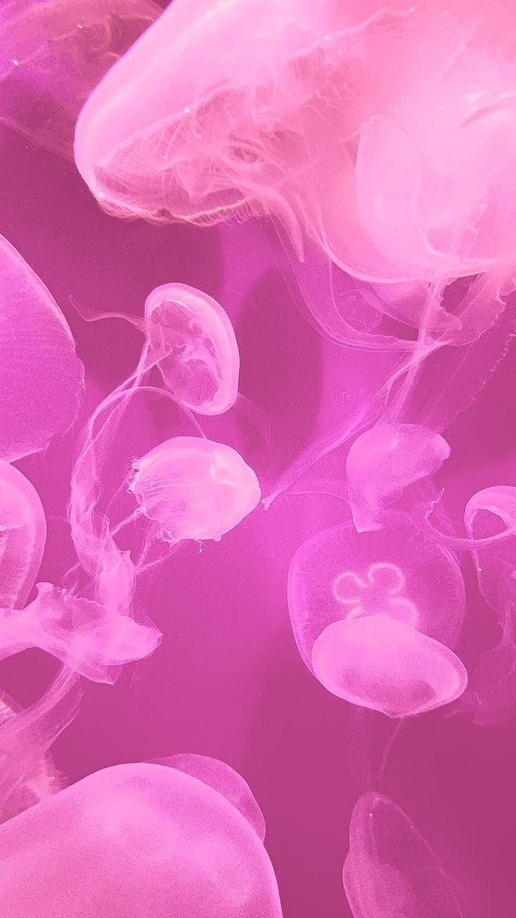 Picture of pink jellyfish. Pink jellyfish wallpaper, Pink jellyfish, Pretty wallpaper