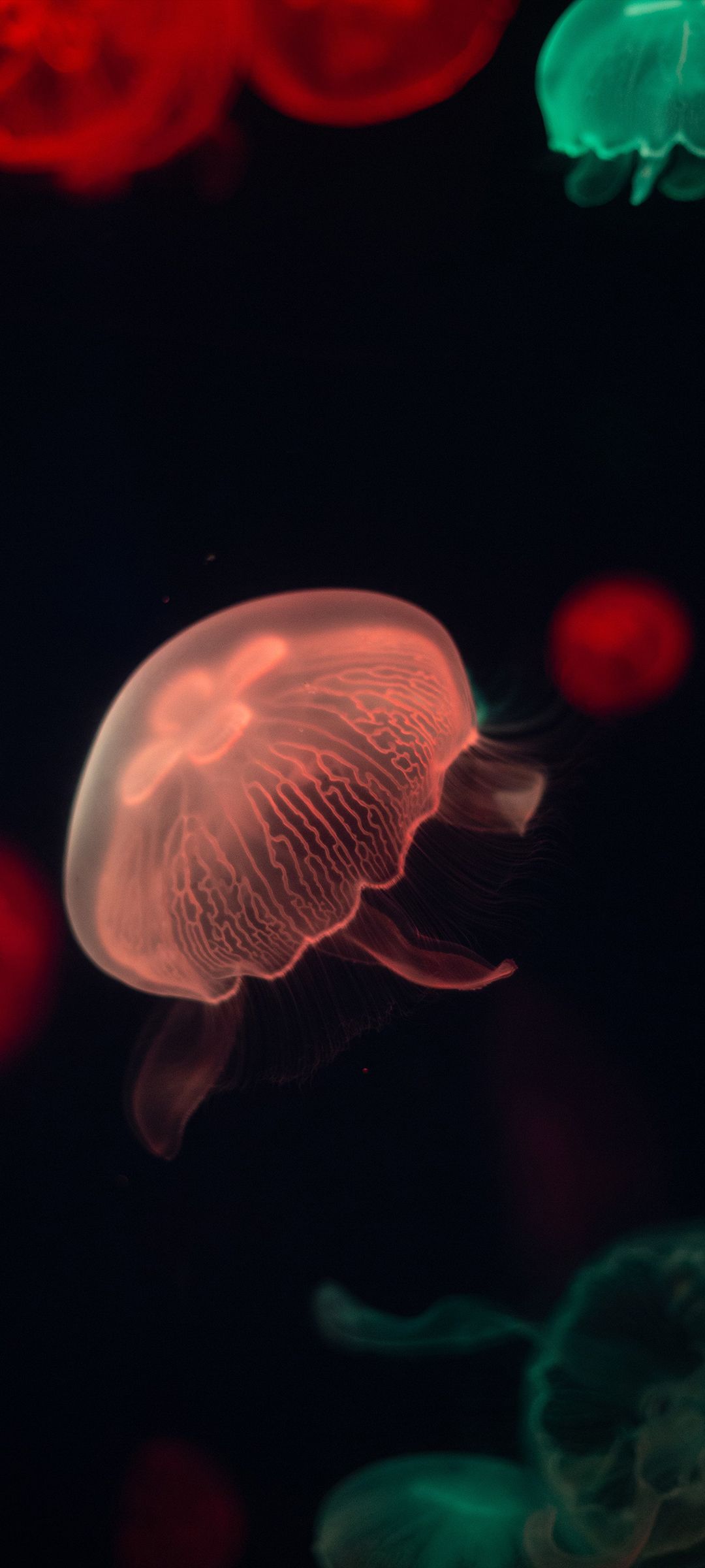Wallpaper Jellyfish, Bioluminescence, Marine Invertebrates, Water, Gas, Background Free Image