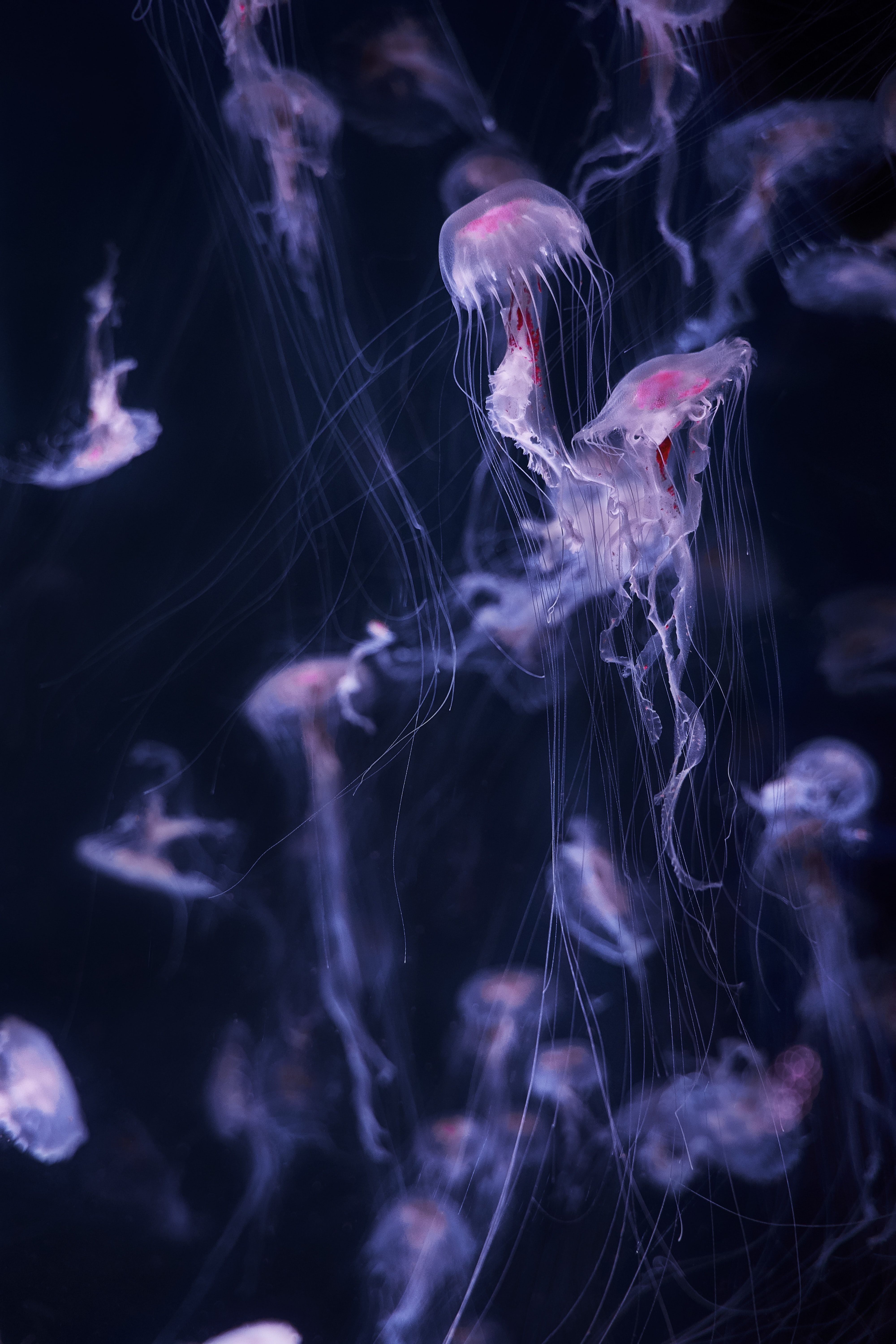 A group of jellyfish swimming in the ocean - Jellyfish
