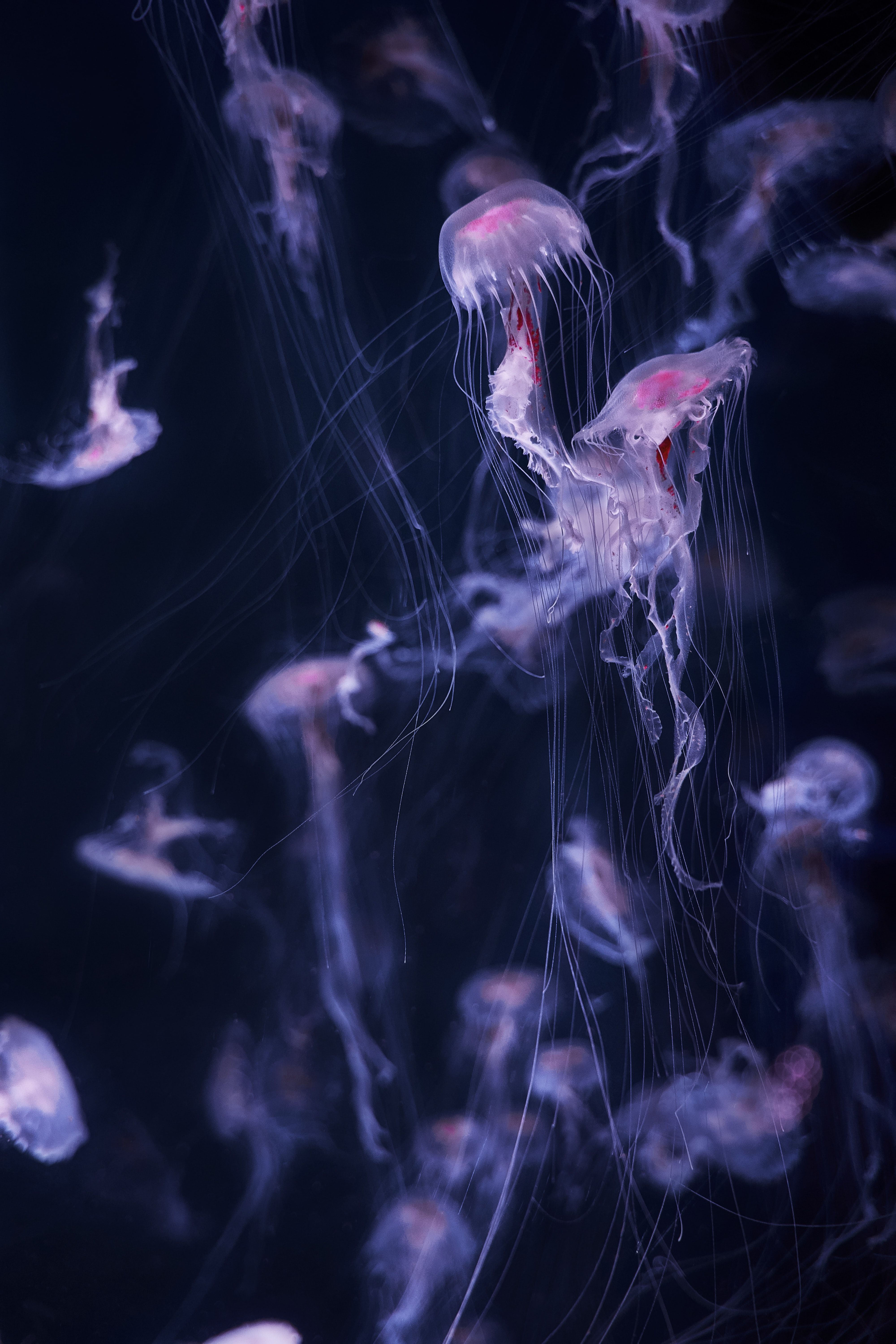 Download Jellyfish wallpaper for mobile phone, free Jellyfish HD picture