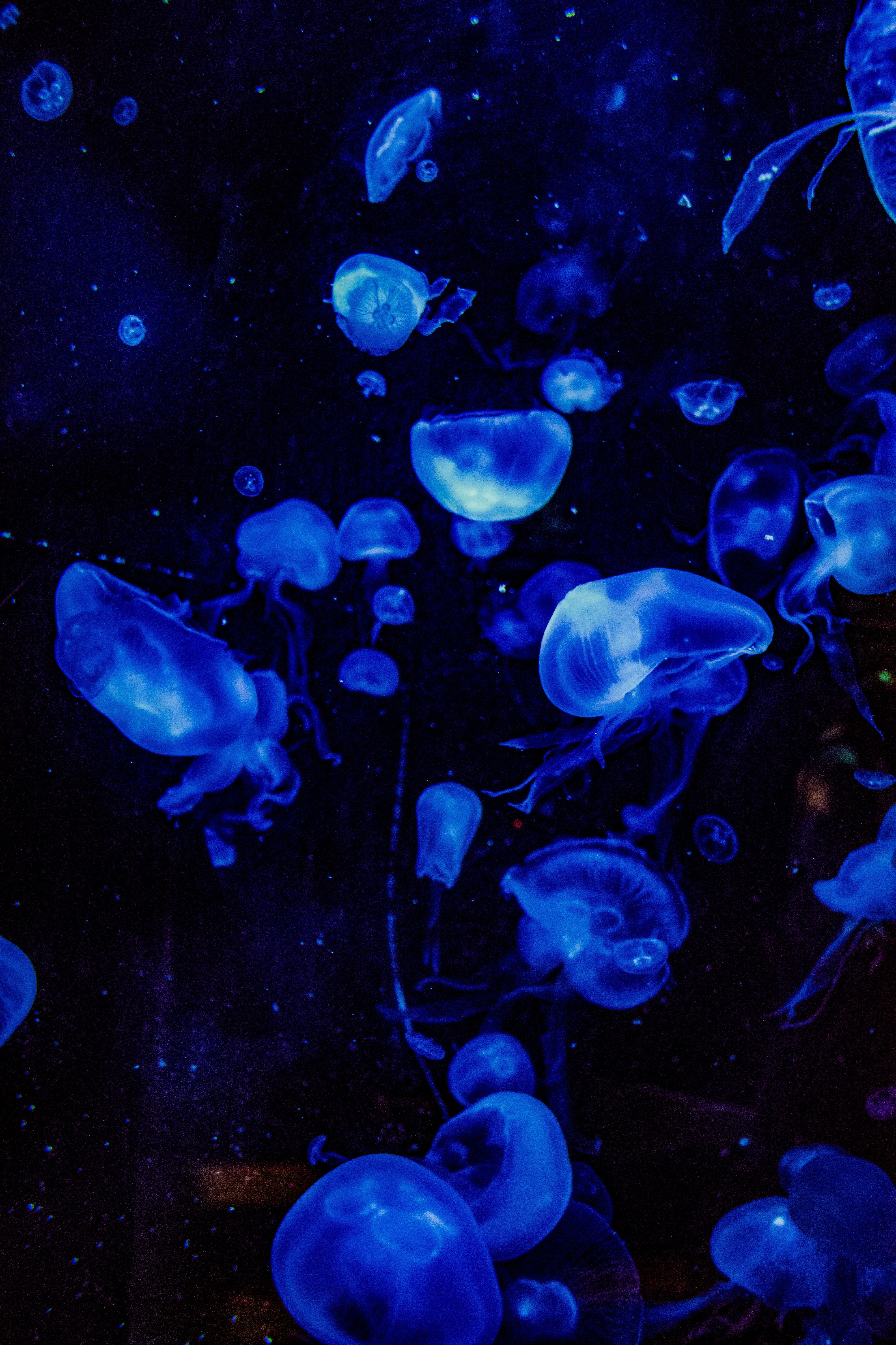 A group of jellyfish swimming in a blue lit tank. - Jellyfish