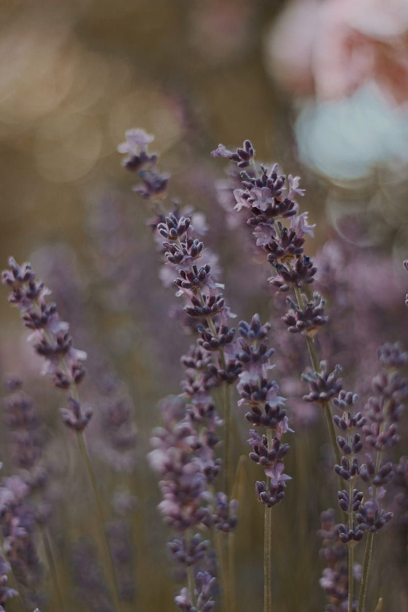 A blurry image of a woman's hand holding a bunch of lavender flowers. - Lavender