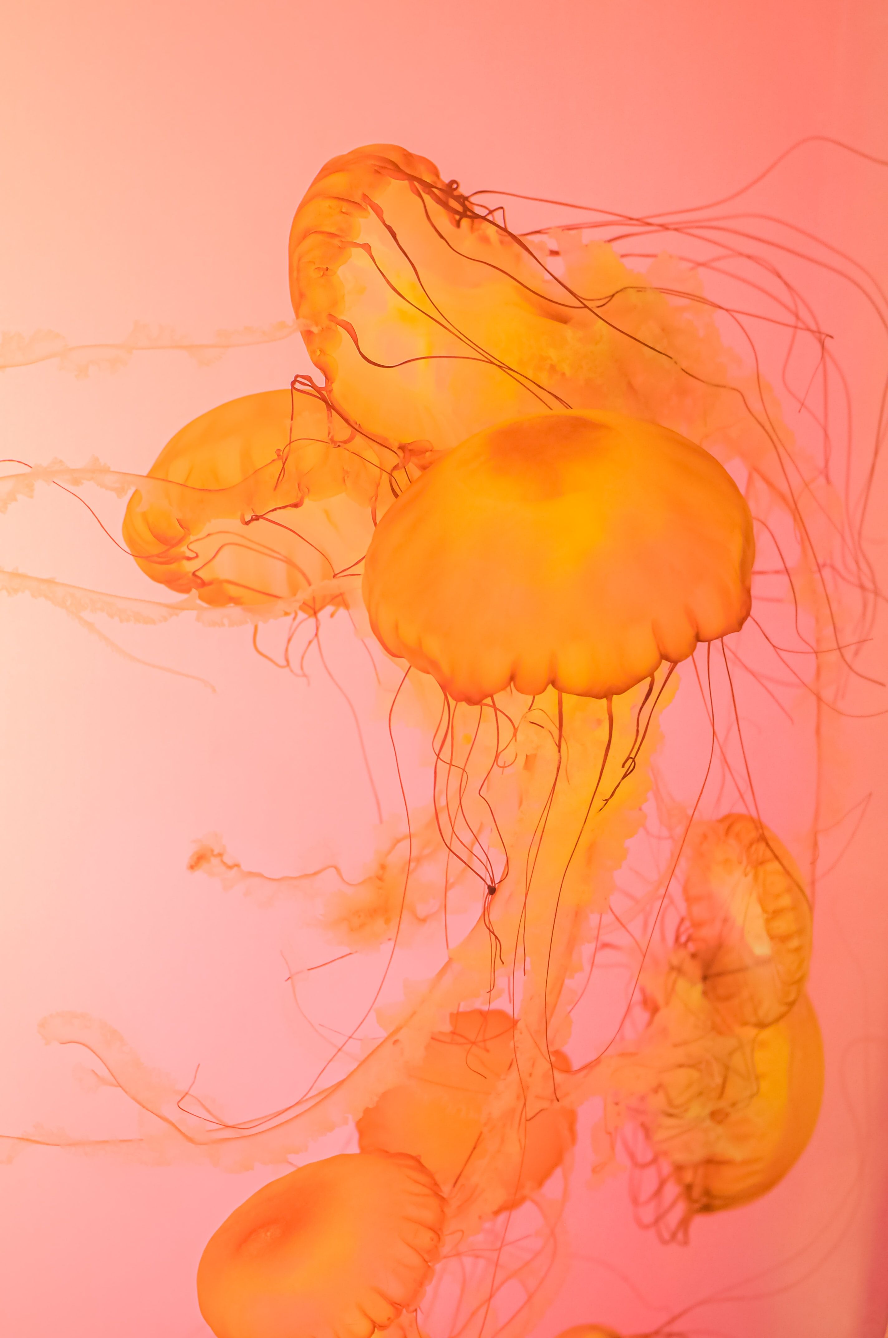 A group of jellyfish in a tank - Jellyfish