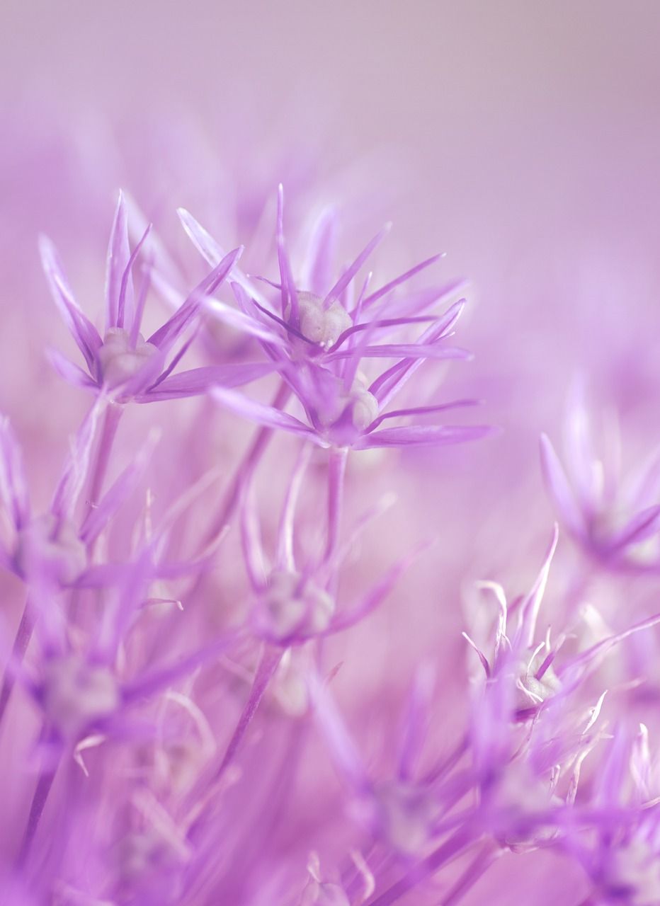 A close up of purple flowers on a soft purple background - Macro