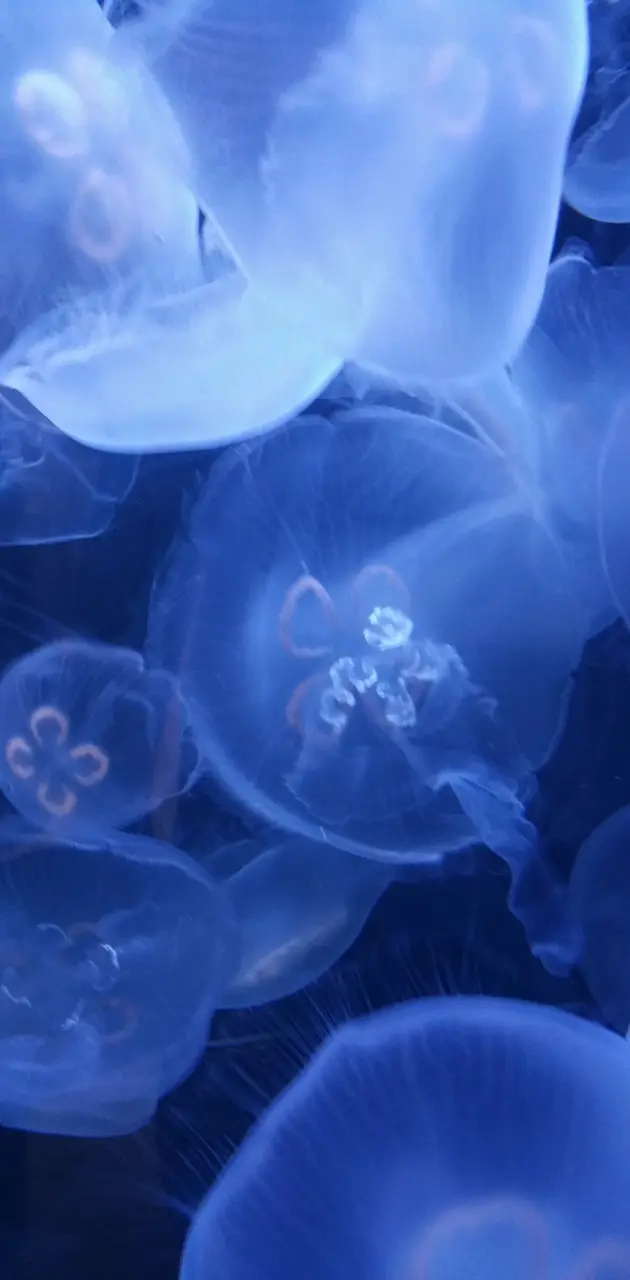 A group of jellyfish swimming in the ocean. - Jellyfish