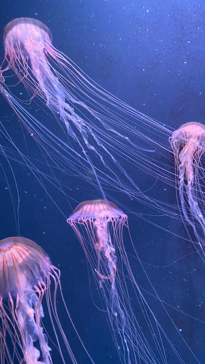 Jellyfish swimming in the ocean - Jellyfish