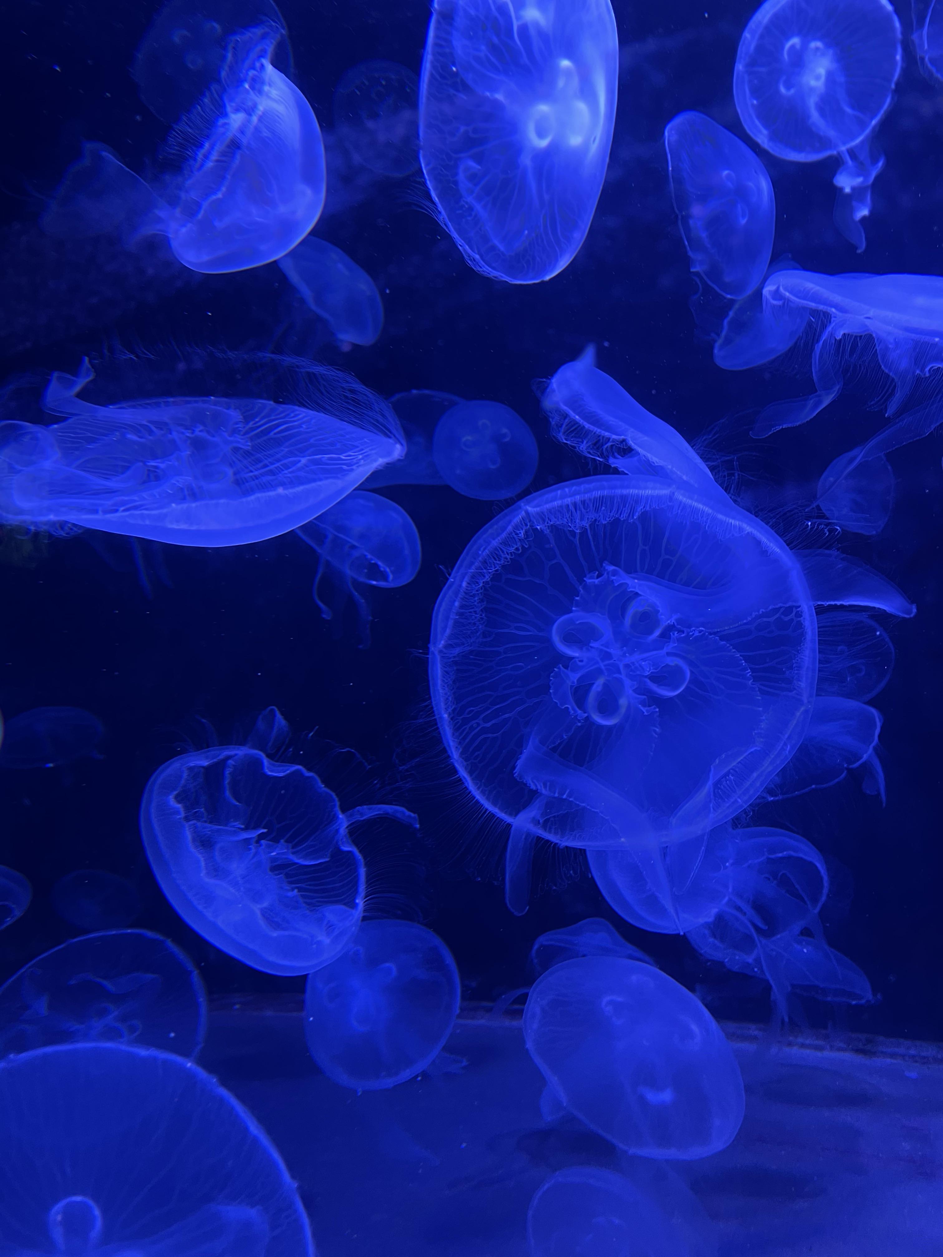 A group of jellyfish swimming in a blue ocean. - Jellyfish