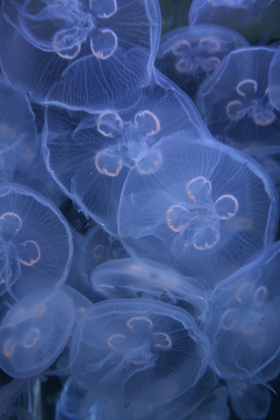 A school of jellyfish with their tentacles outstretched. - Jellyfish