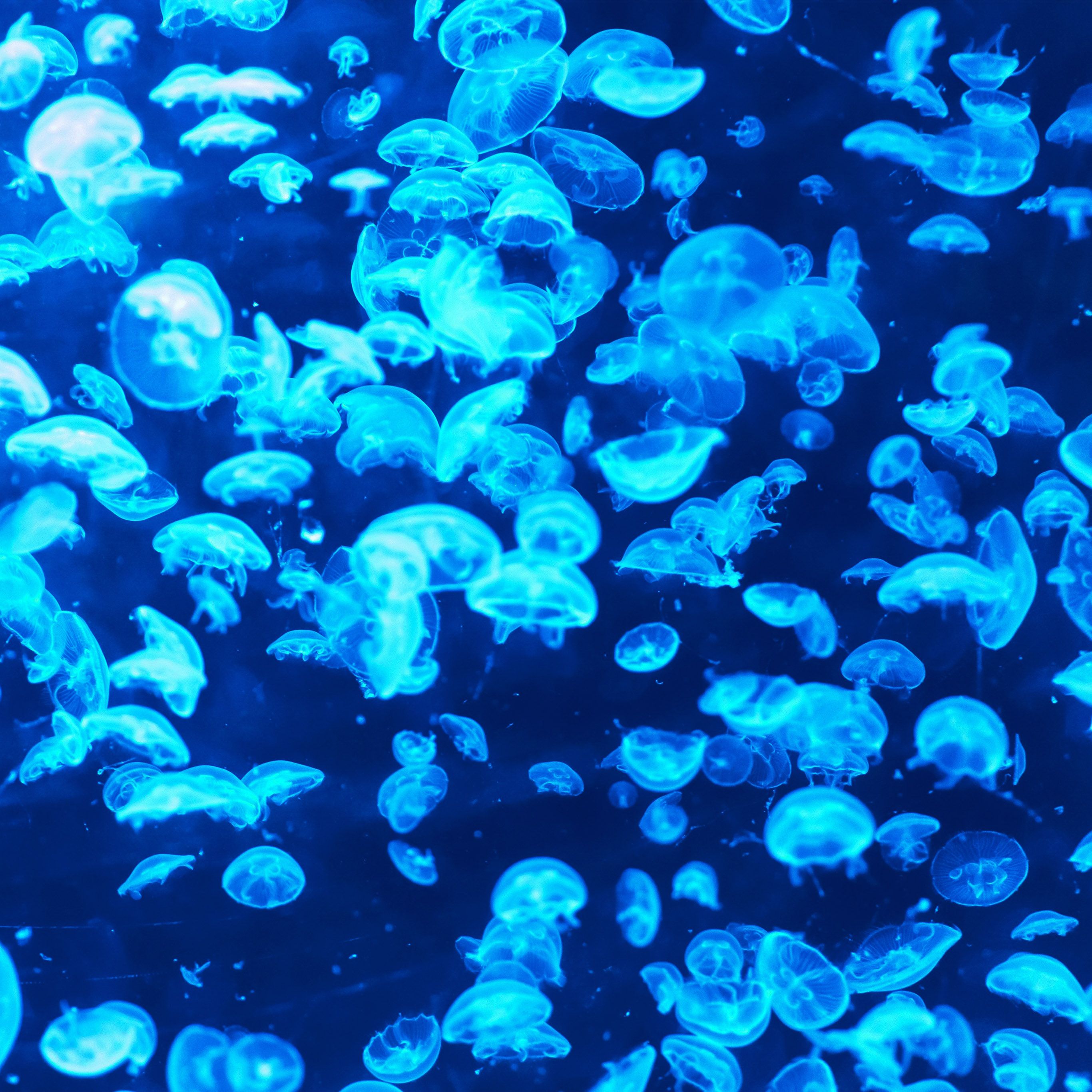 Android wallpaper. animal sea ocean blue jellyfish pattern lot