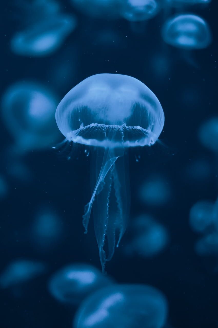 Jelly fish in water