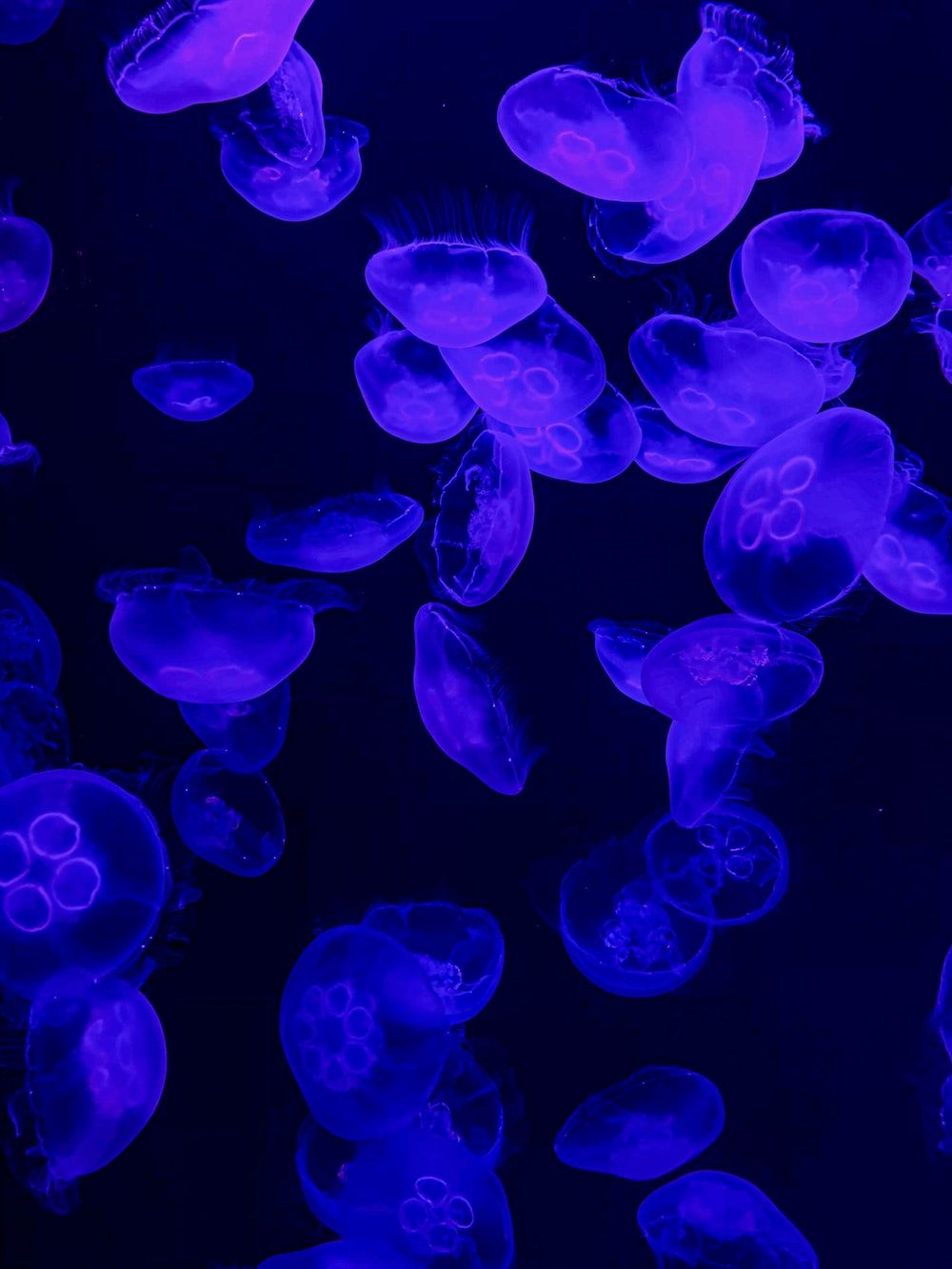 Purple Jellyfish Picture. Download Free Image