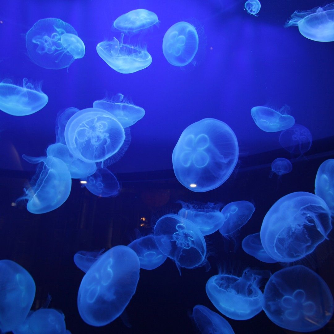 Jellyfish floating in a blue tank - Jellyfish