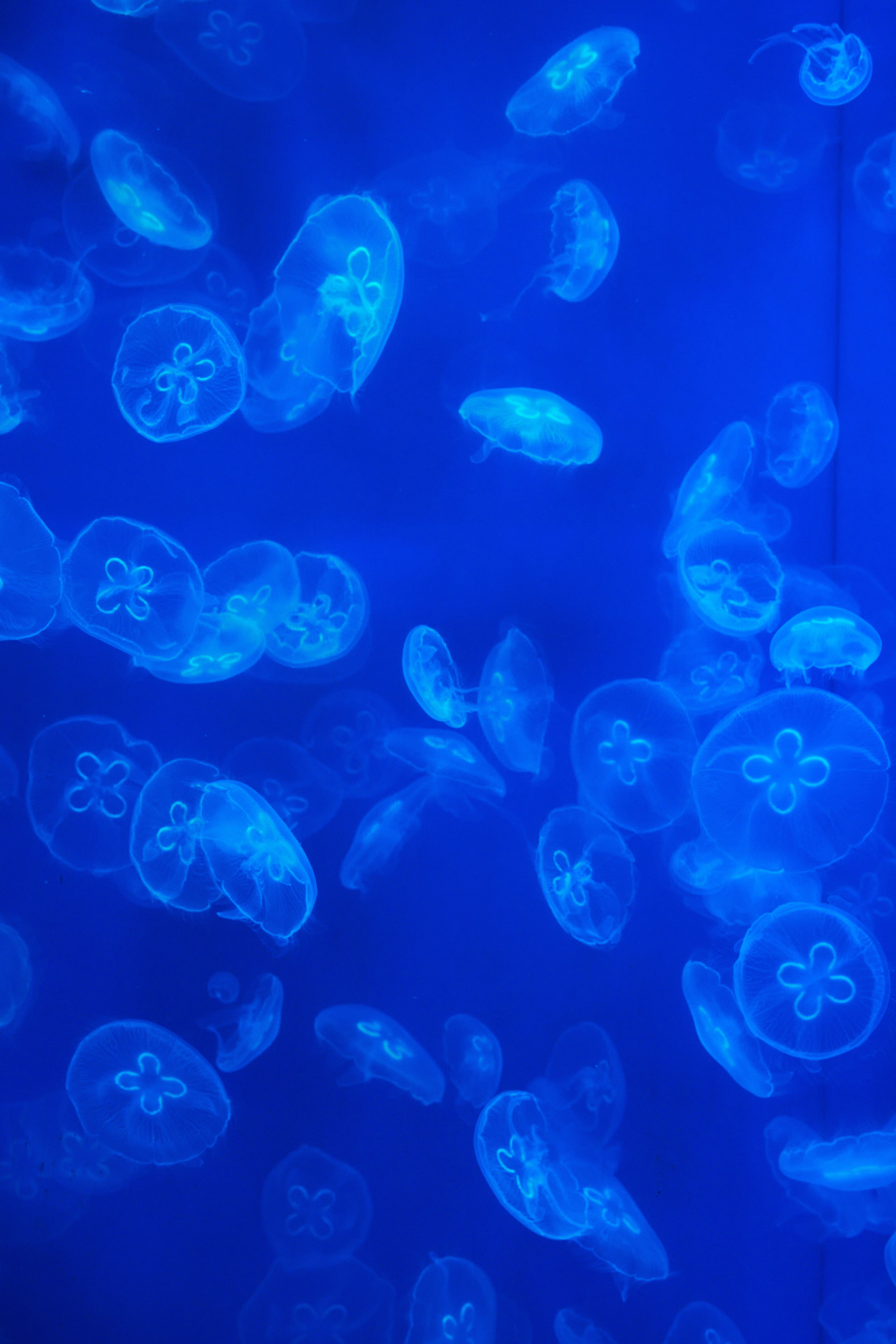 Jellyfish Digital Wallpaper · Free