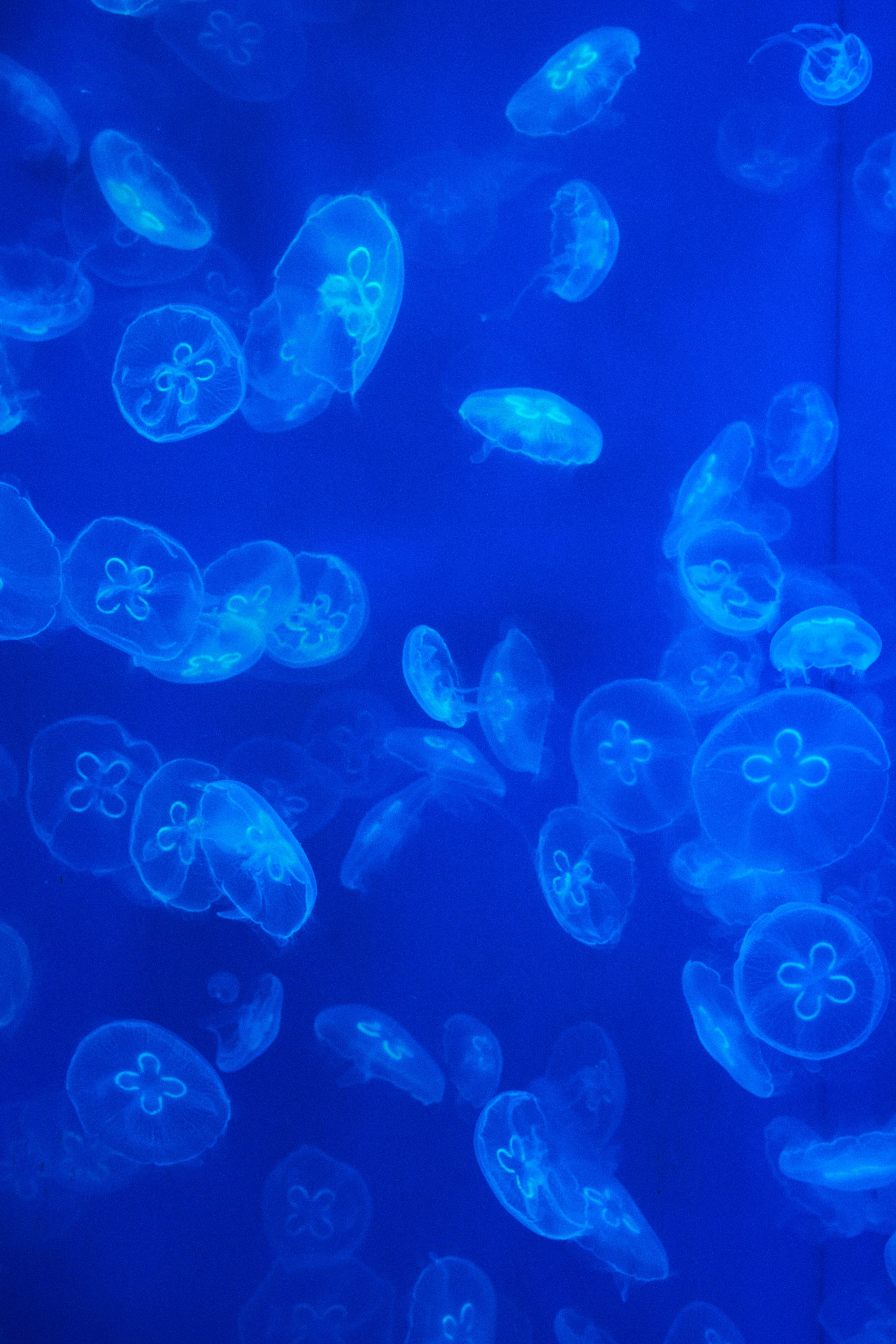 A group of jellyfish swimming in a blue tank. - Jellyfish