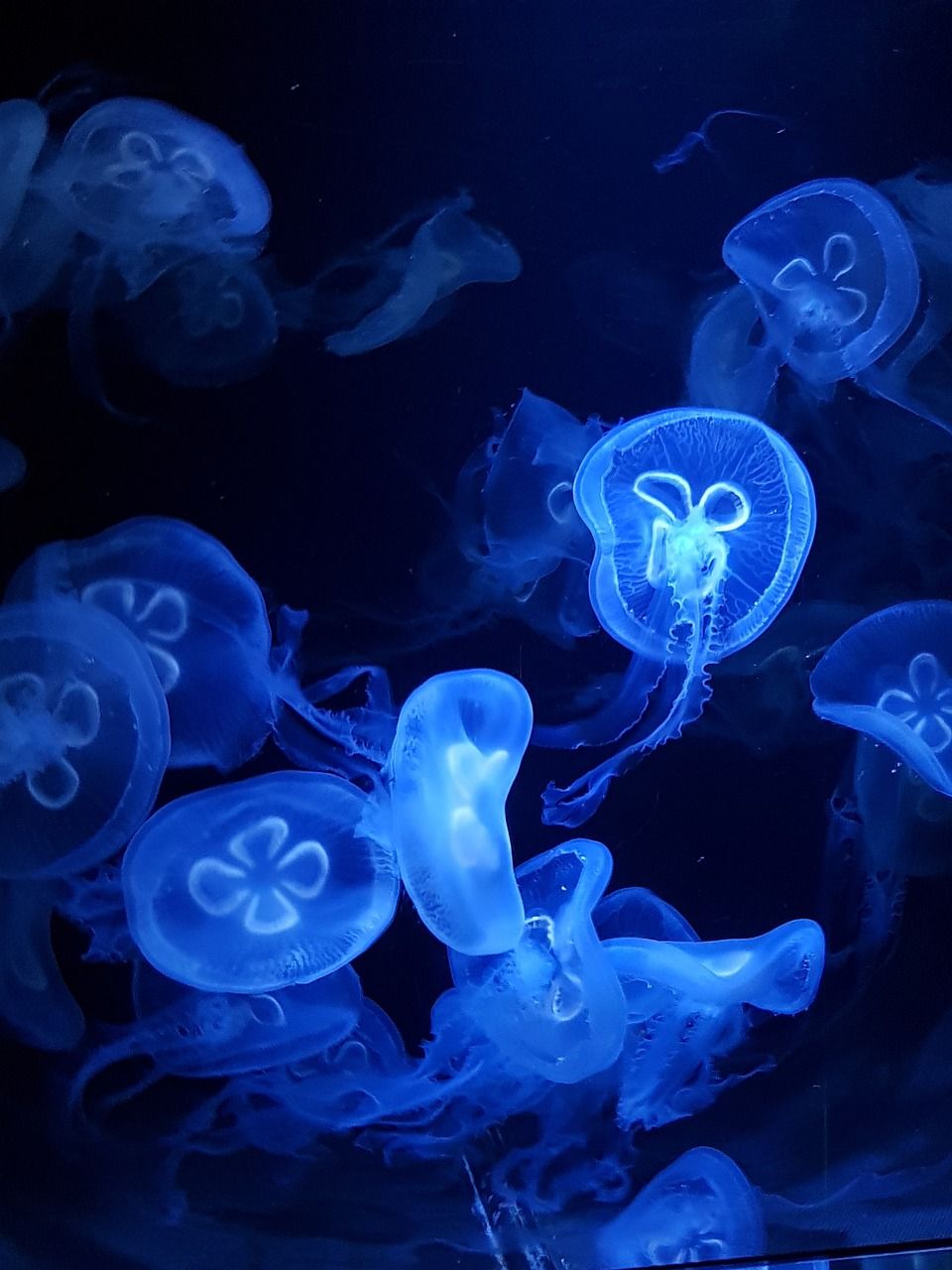 A group of jellyfish floating in a tank. - Jellyfish