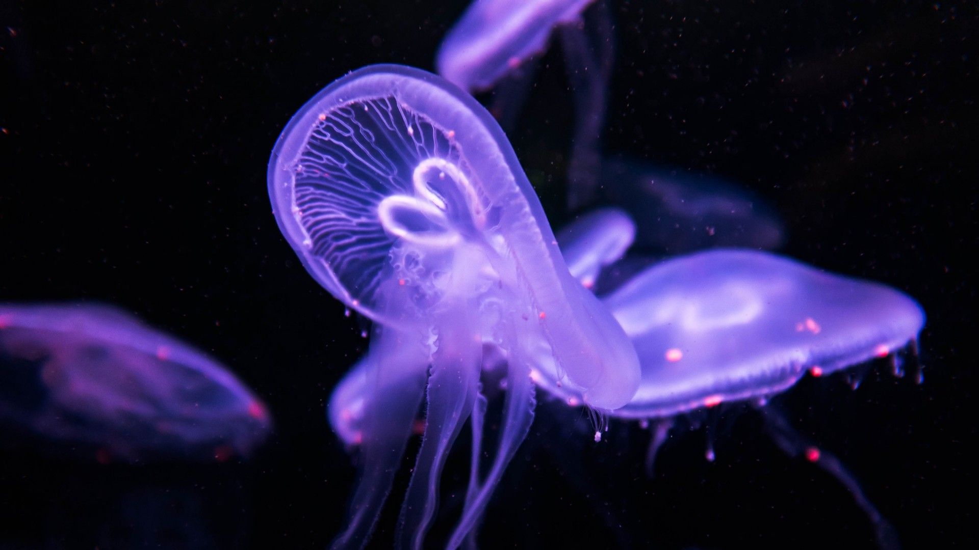 A group of jellyfish in the water. - Jellyfish