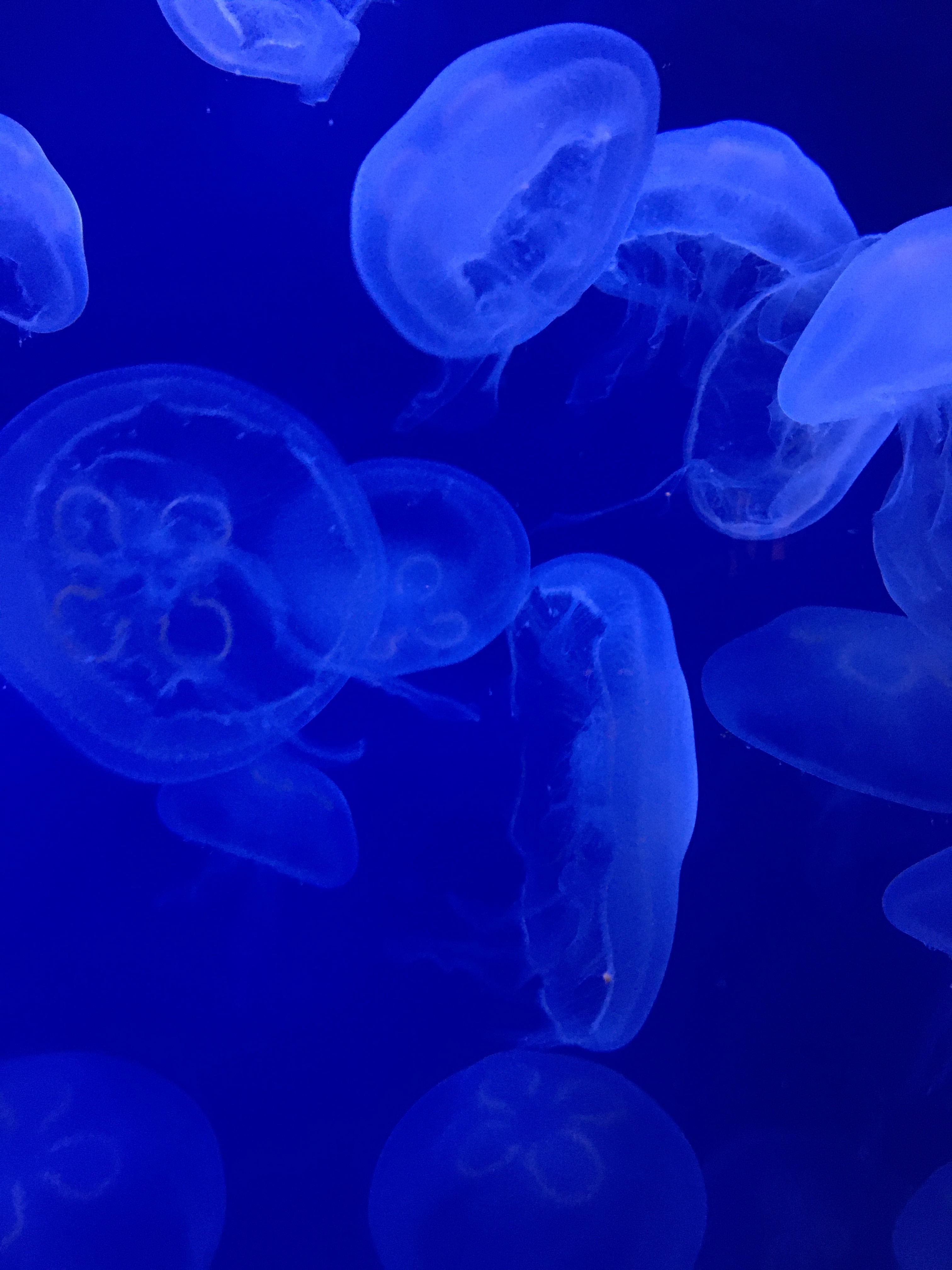 A group of jellyfish swimming in a blue tank. - Jellyfish