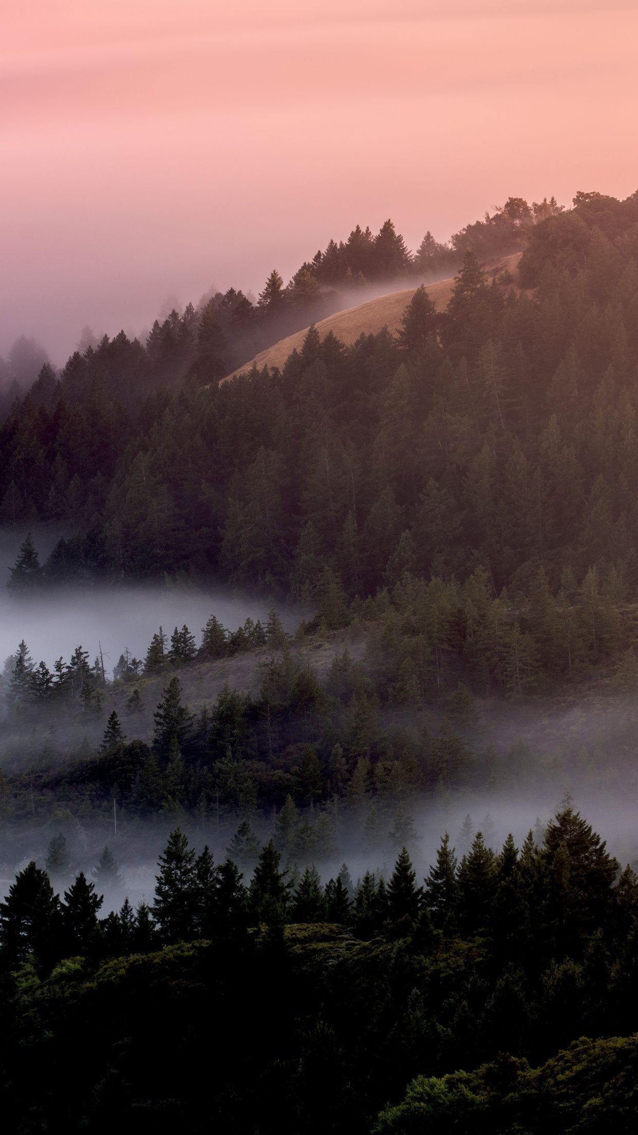 A foggy hillside with trees and a pink sky - Fog, foggy forest