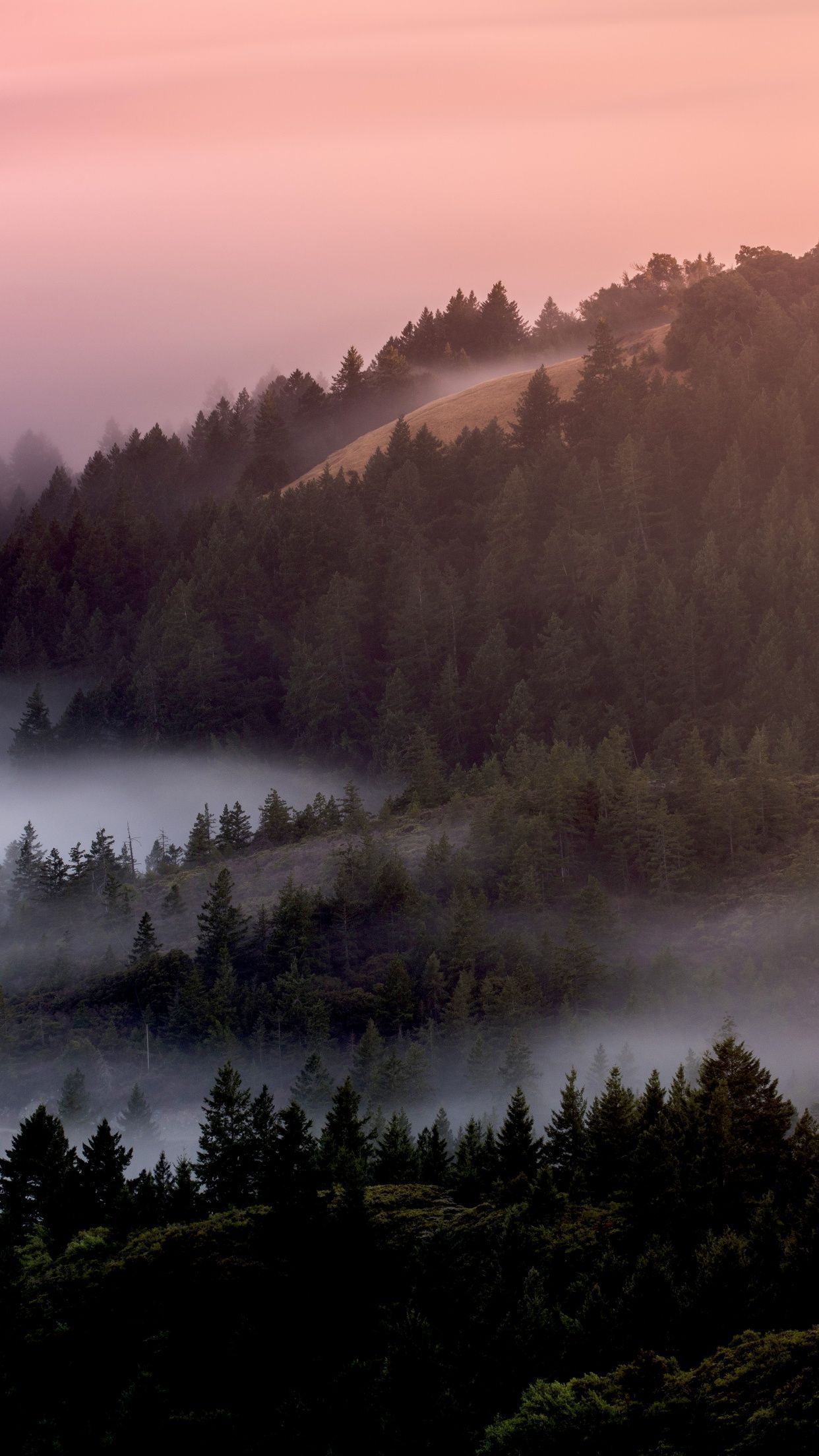 Forest Wallpaper 4K, Foggy, Mist, Pine trees