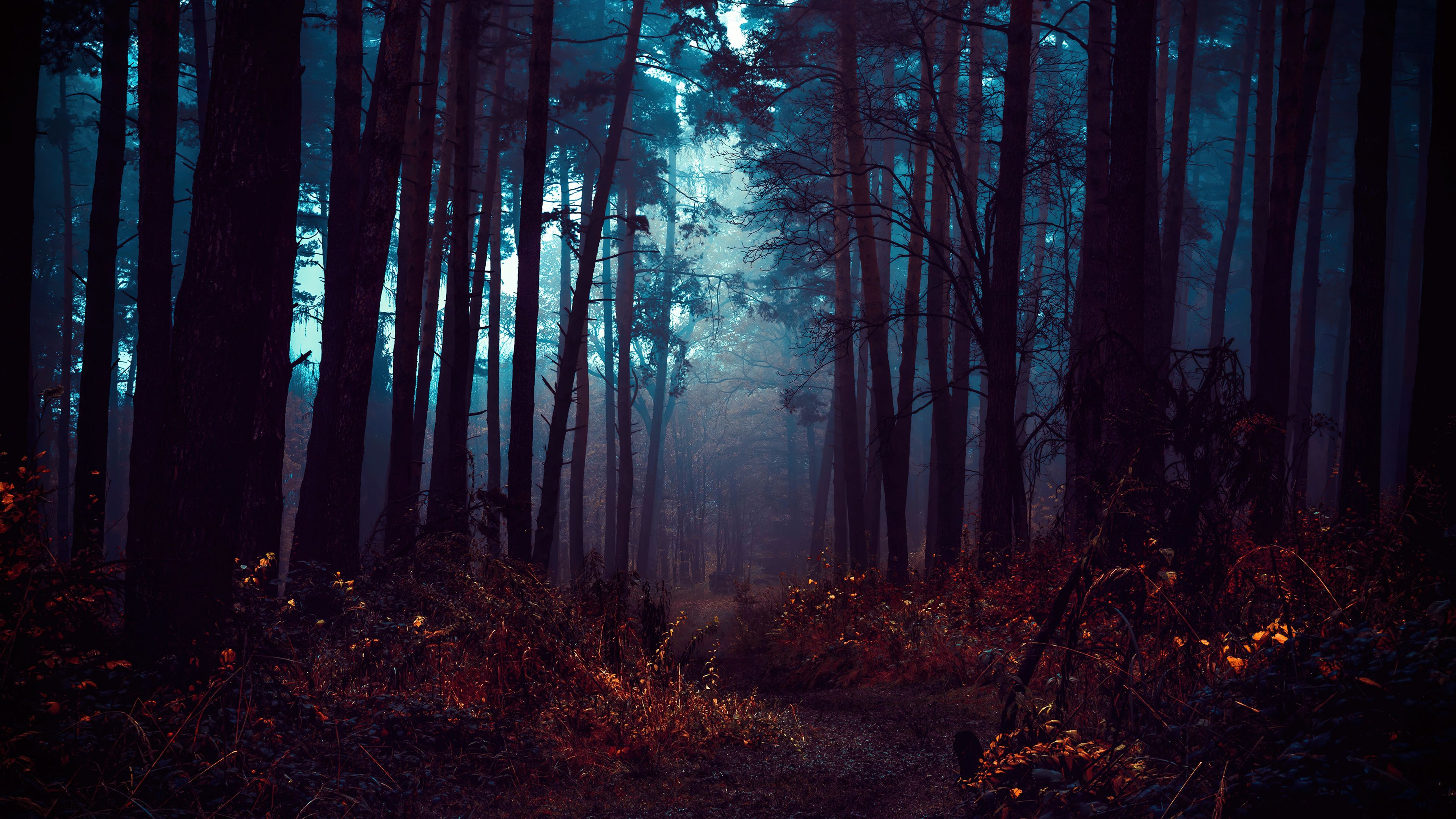 A dark forest with a dirt path - Fog, foggy forest