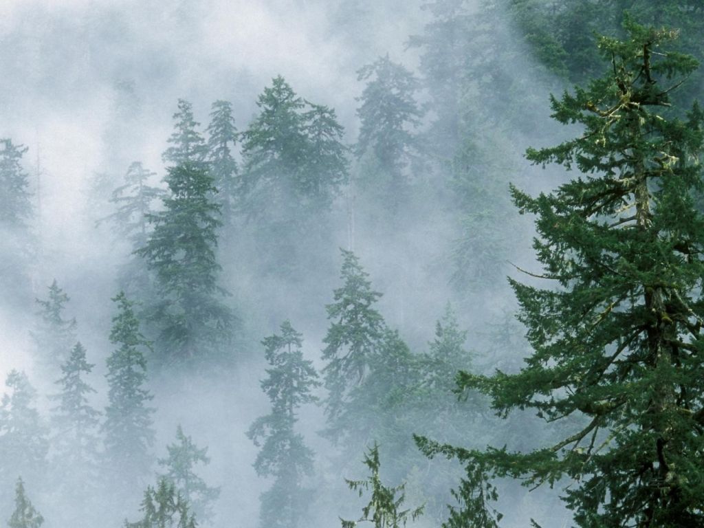 Foggy Fir Forest wallpaper in 1024x768 resolution