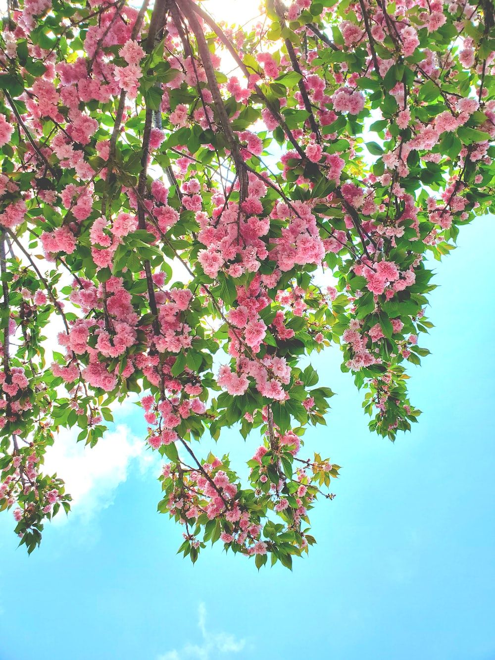 A beautiful cherry blossom tree with pink flowers and green leaves. - Spring