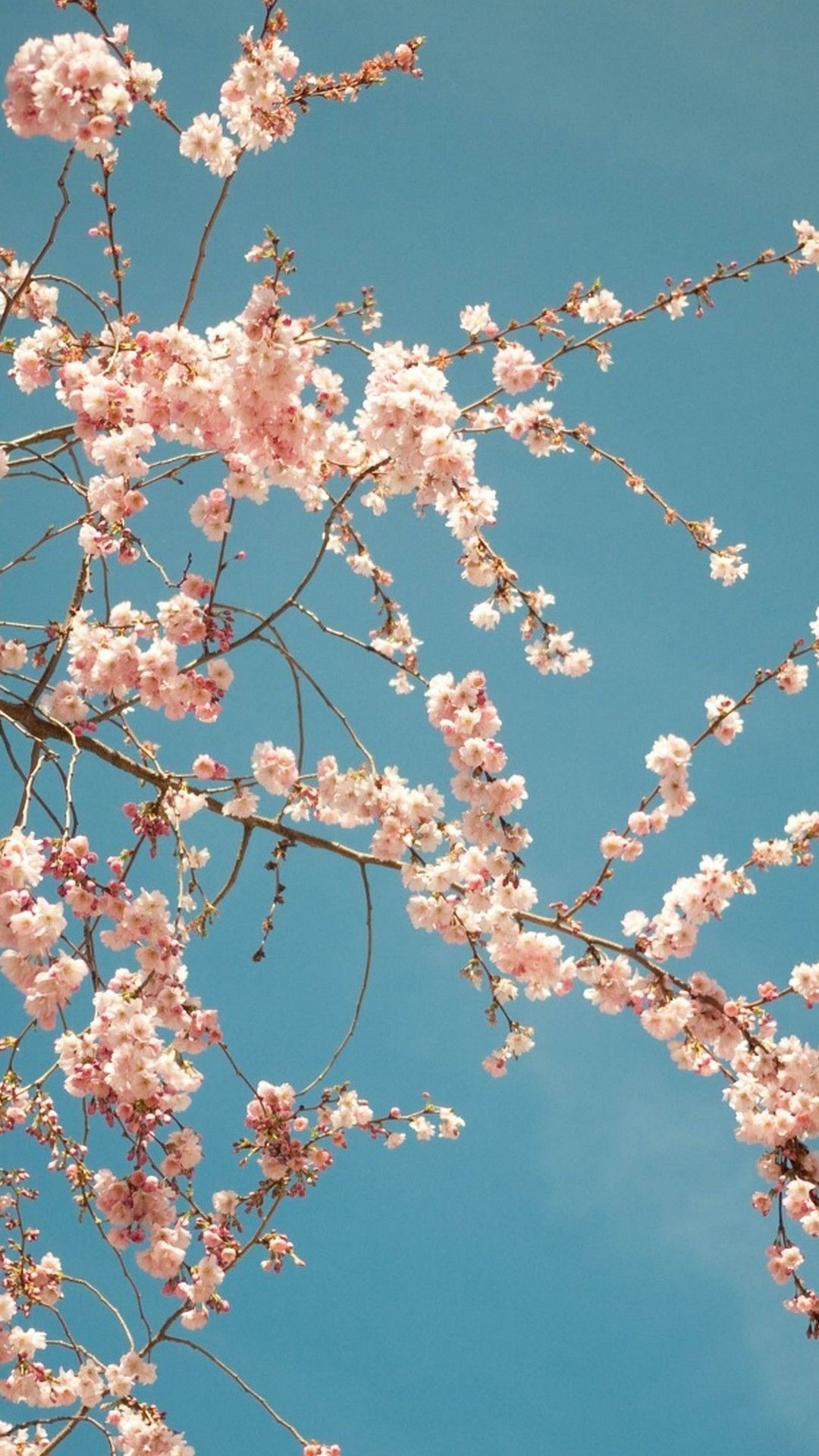 Aesthetic spring flowers Wallpaper Download