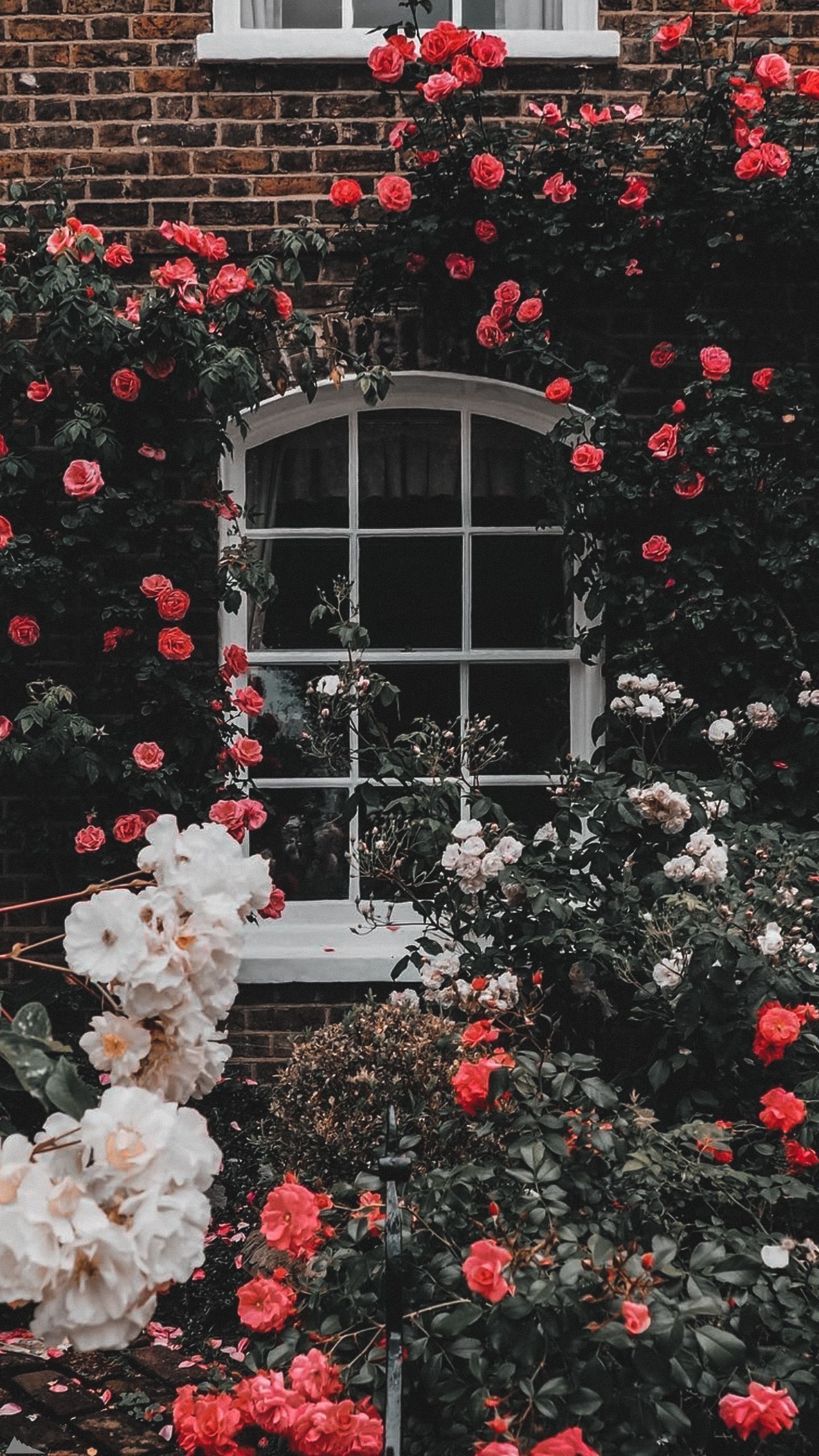 Rose Garden. Aesthetic Wallpaper Download