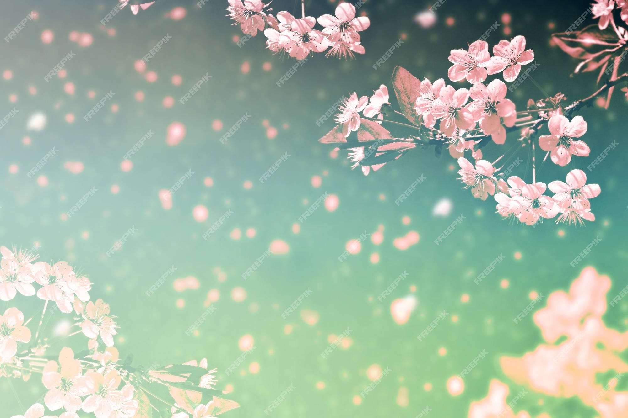 Pink cherry blossom on a green bokeh background - Spring