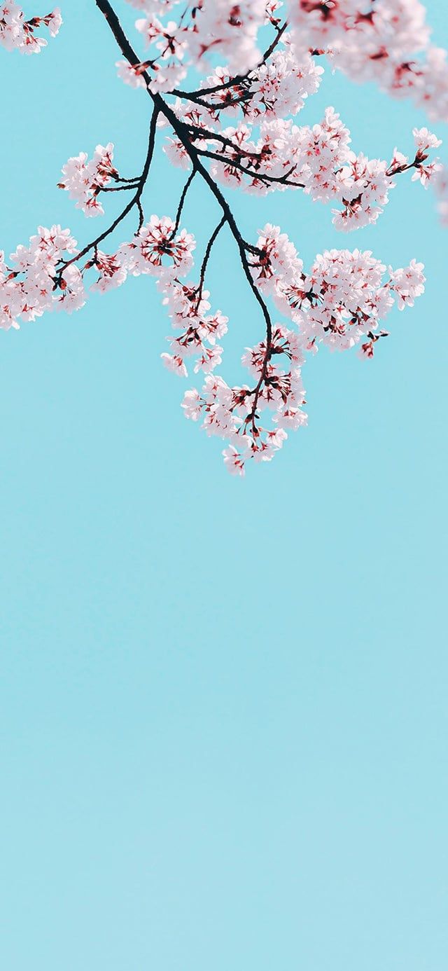 Aesthetic tree branch against a turquoise sky 4K wallpaper [2610x5655] and [1080x2340]