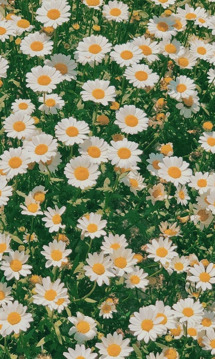 A field of daisies - Spring