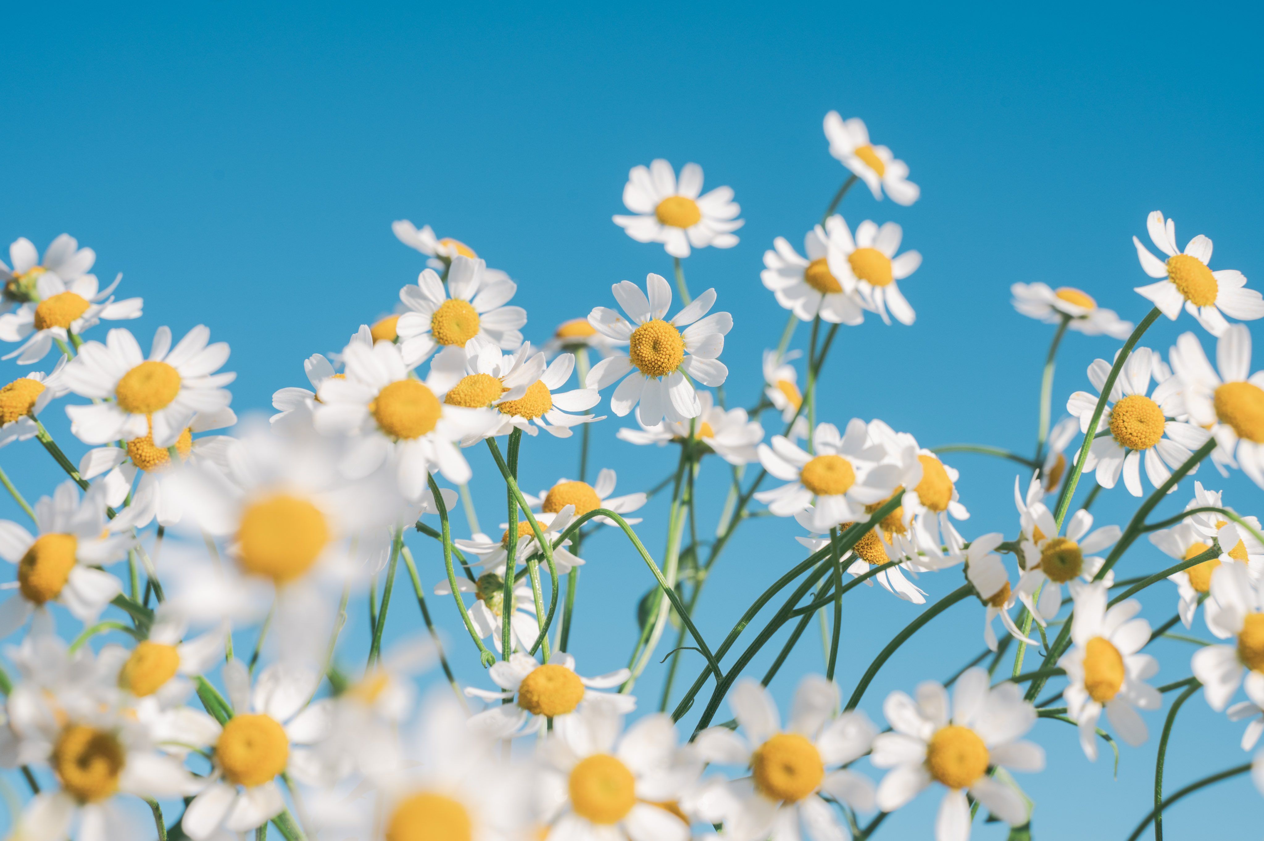 A field of white and yellow chamomile flowers against a blue sky - Spring