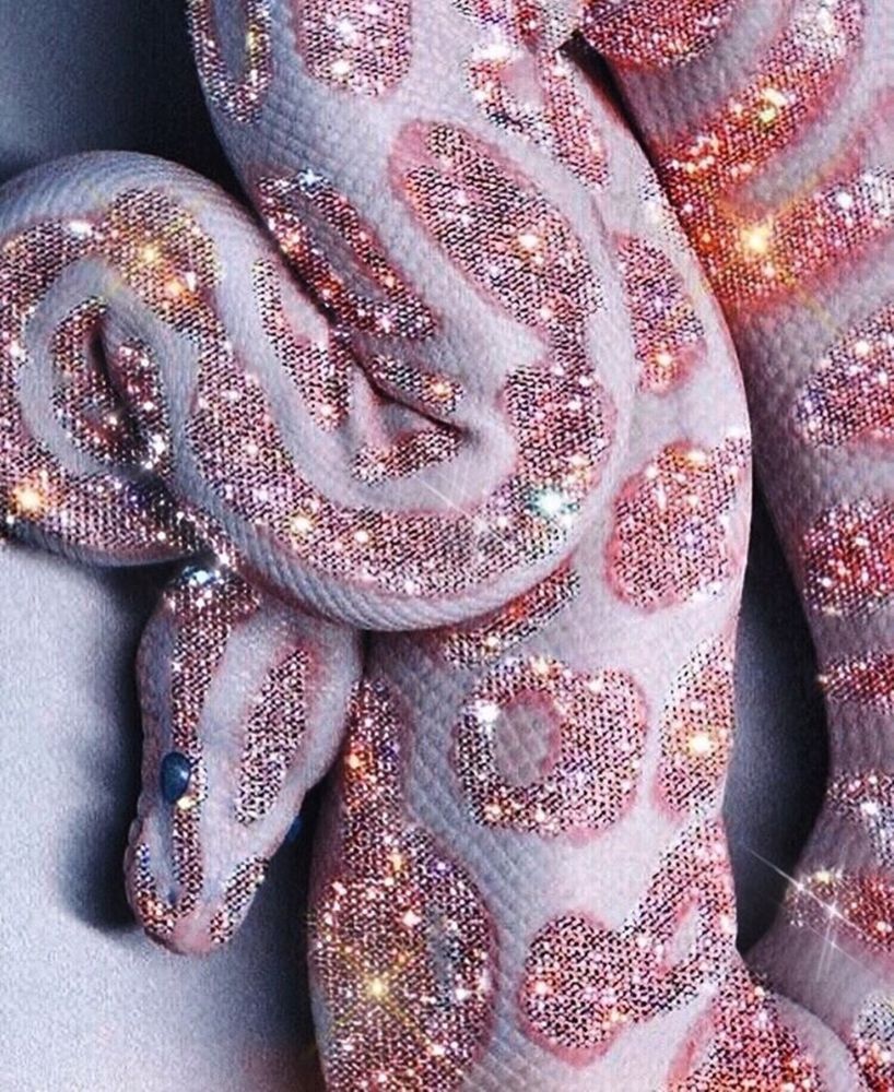 A pink snake with a pink background - Snake