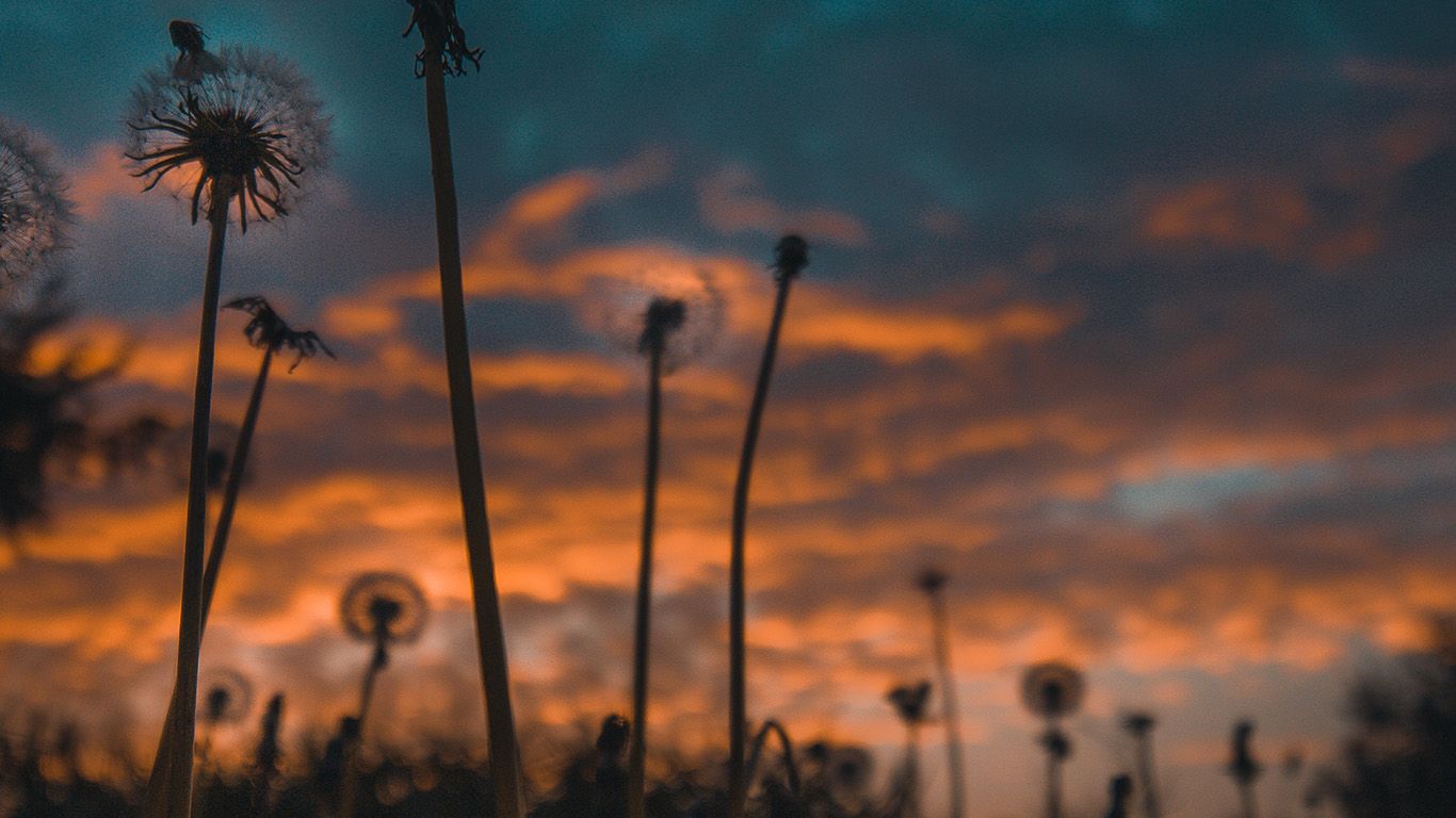 Dandelions in the sunset - 1366x768, nature, sunset