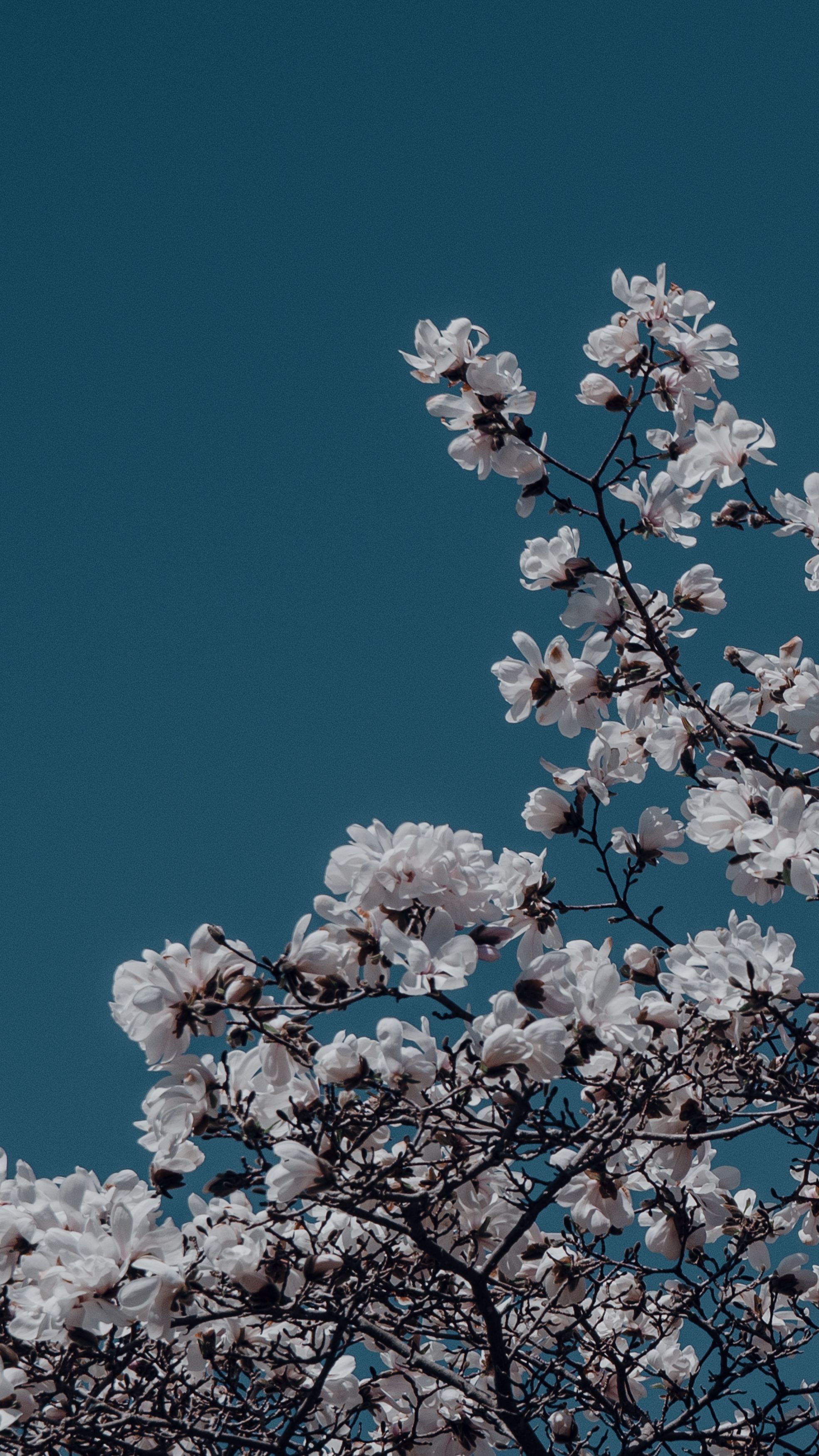 A tree with white flowers in the foreground - Navy blue, flower, dark blue, vintage, cherry blossom, retro, blue, phone, plants, HD