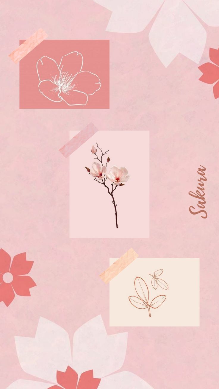 Sakura wallpaper aesthetic. Cherry blossom wallpaper, Cherry blossom wallpaper iphone, Anime scenery wallpaper
