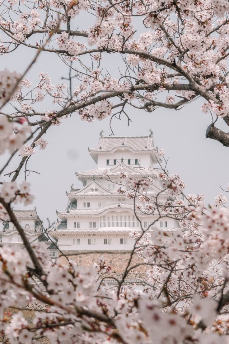 Cherry Blossoms • Japan. Cherry blossom japan, Japan aesthetic, Japan photography