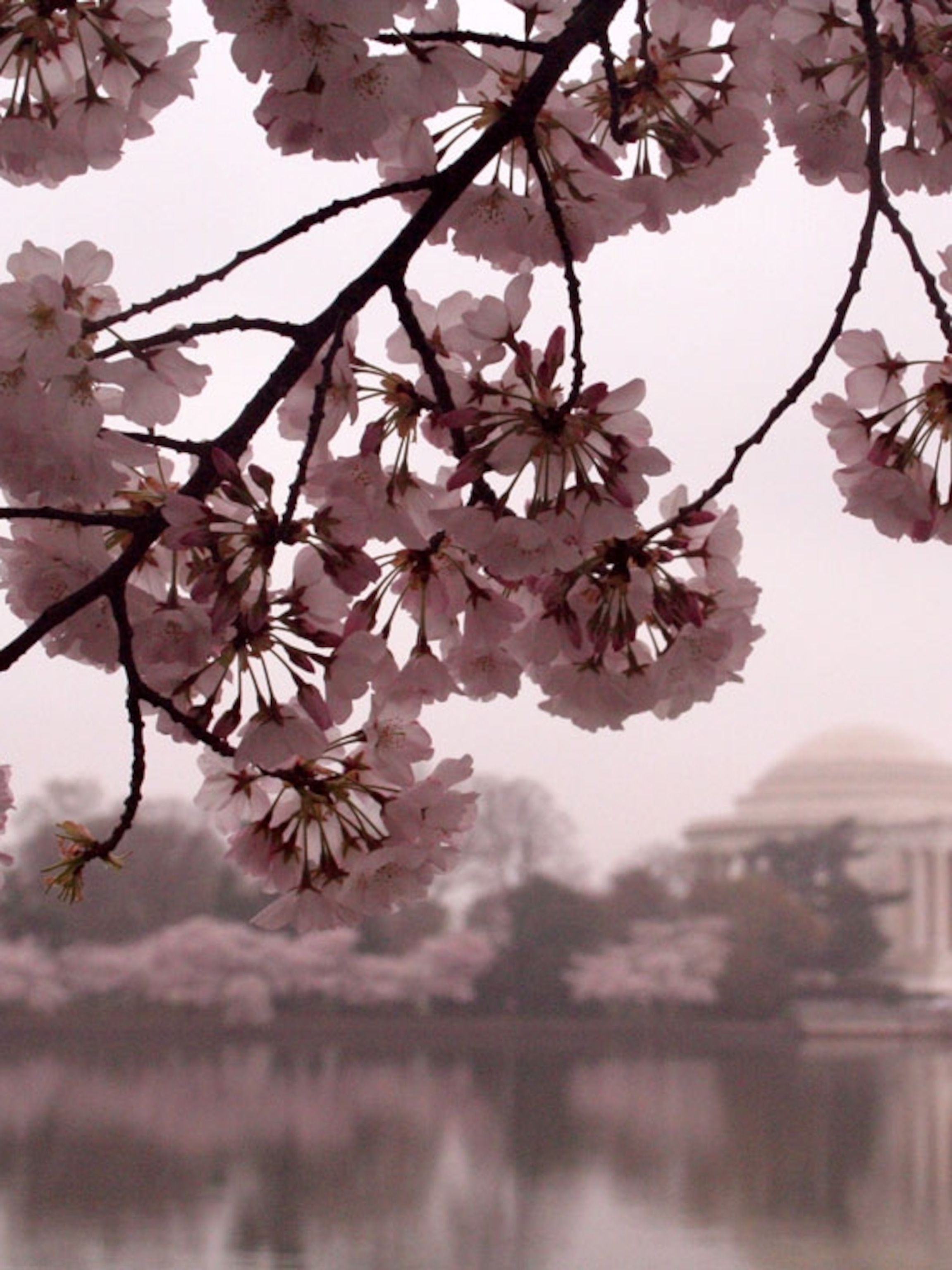 Cherry Blossoms Photo, Cherry Trees Wallpaper, Download, Photo - National Geographic