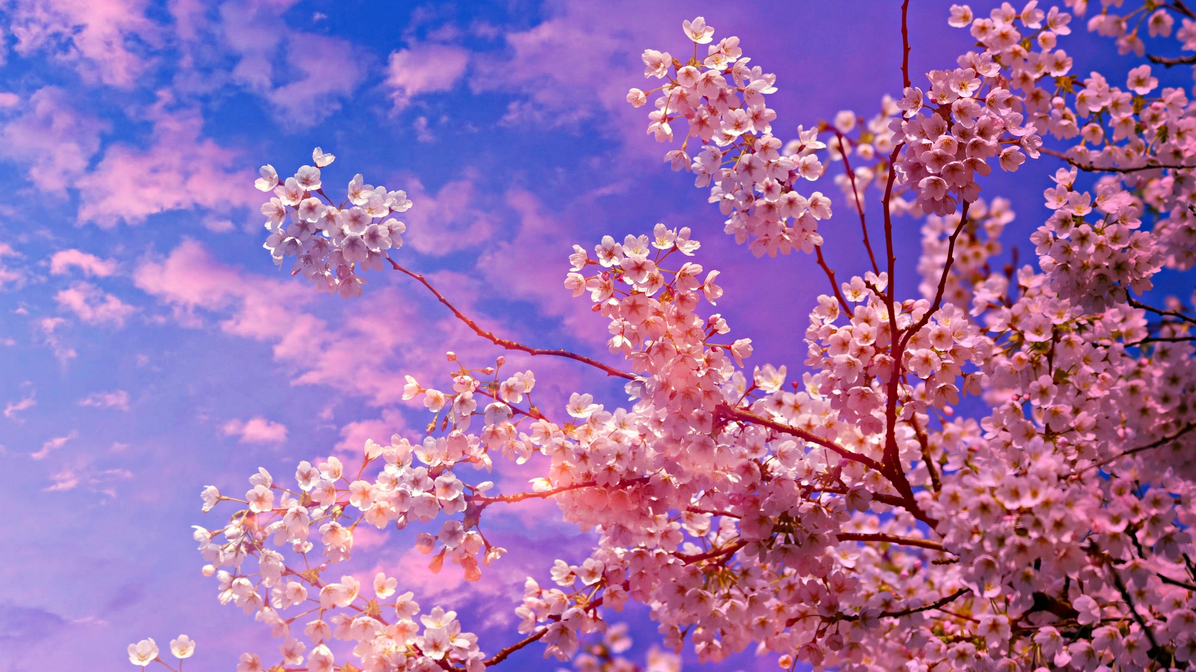 Cherry Blossom Tree 4k 5k 4k HD 4k Wallpaper, Image, Background, Photo and Picture