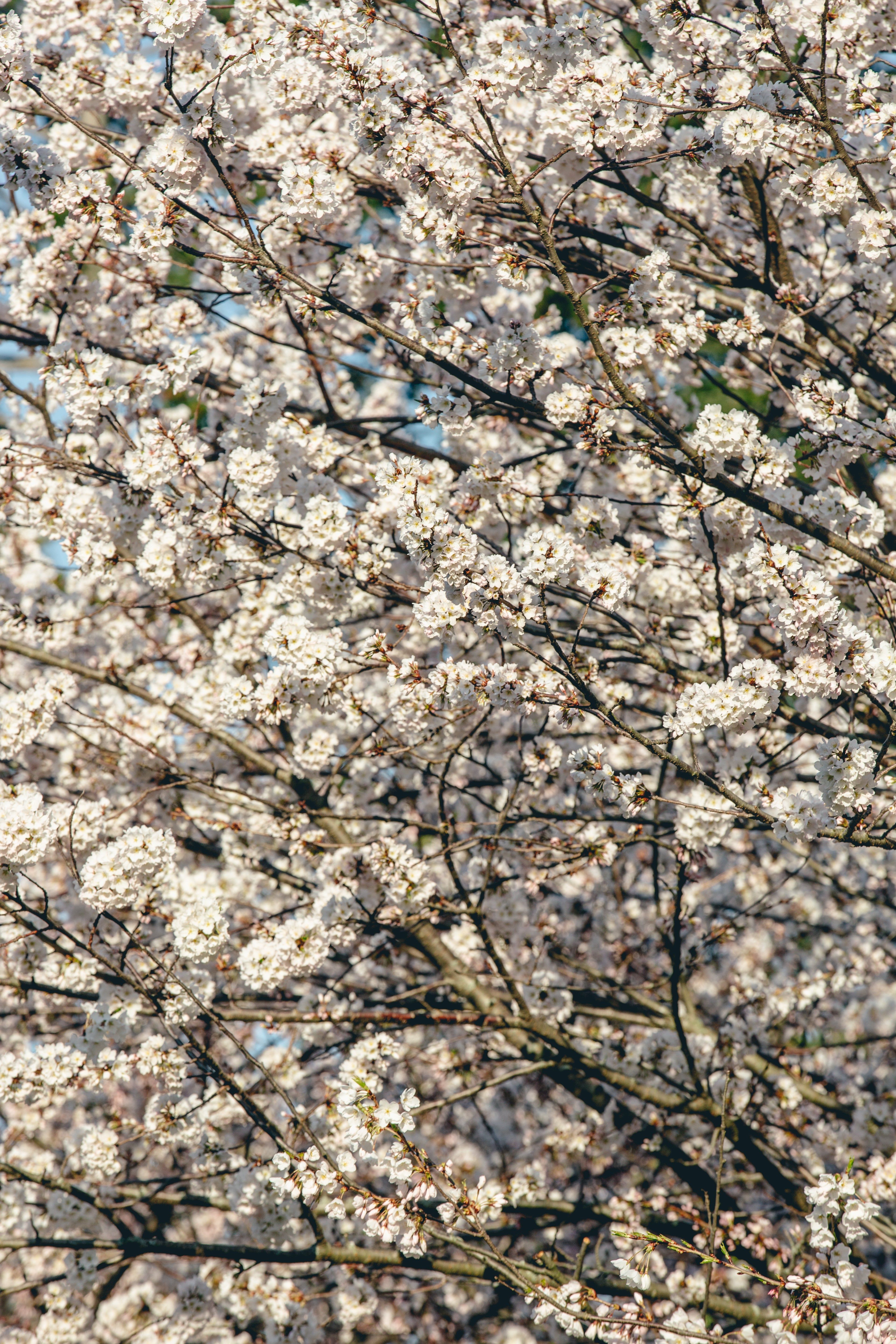 A tree with white flowers in full bloom. - Cherry blossom