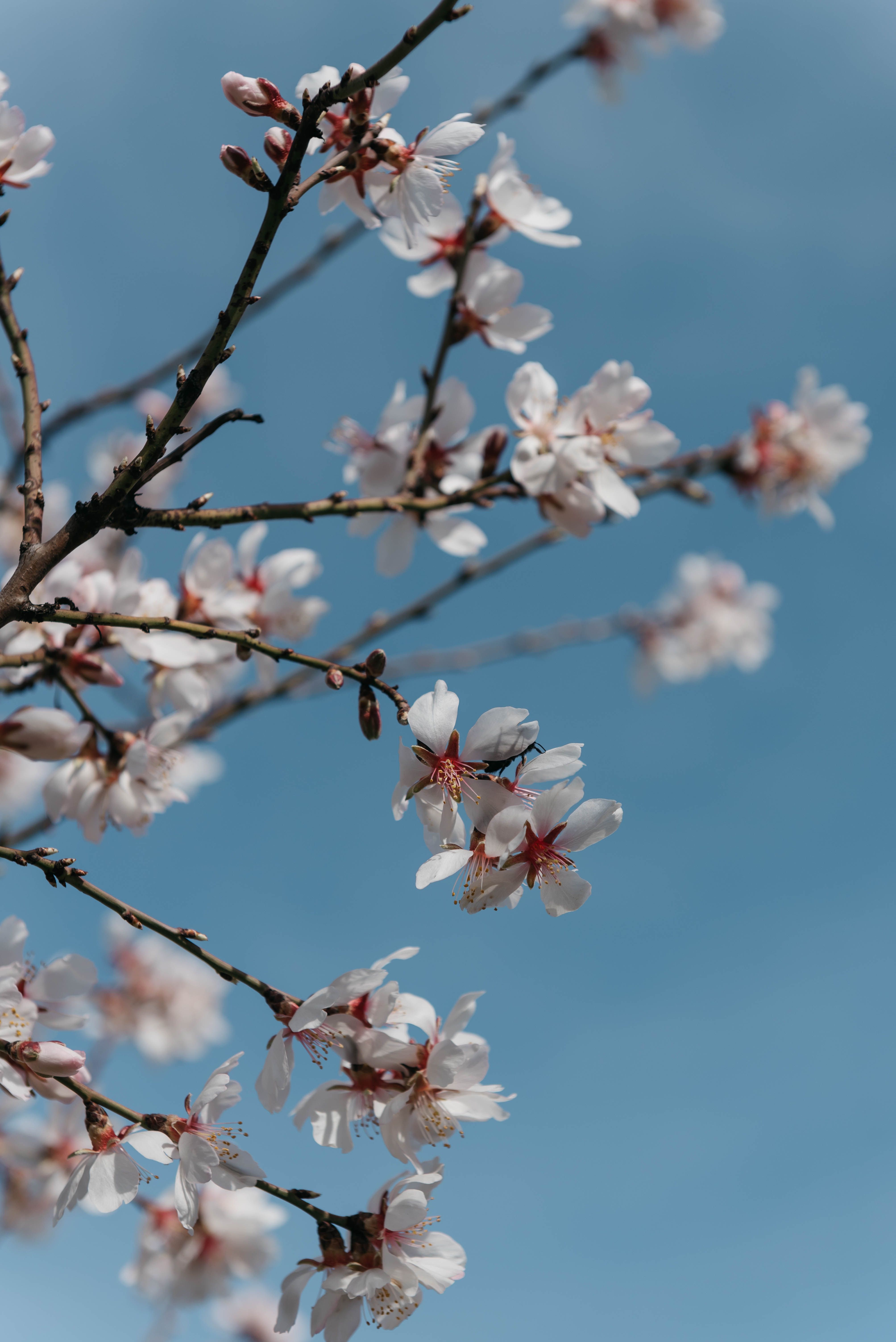Close Up Of Cherry Blossom · Free