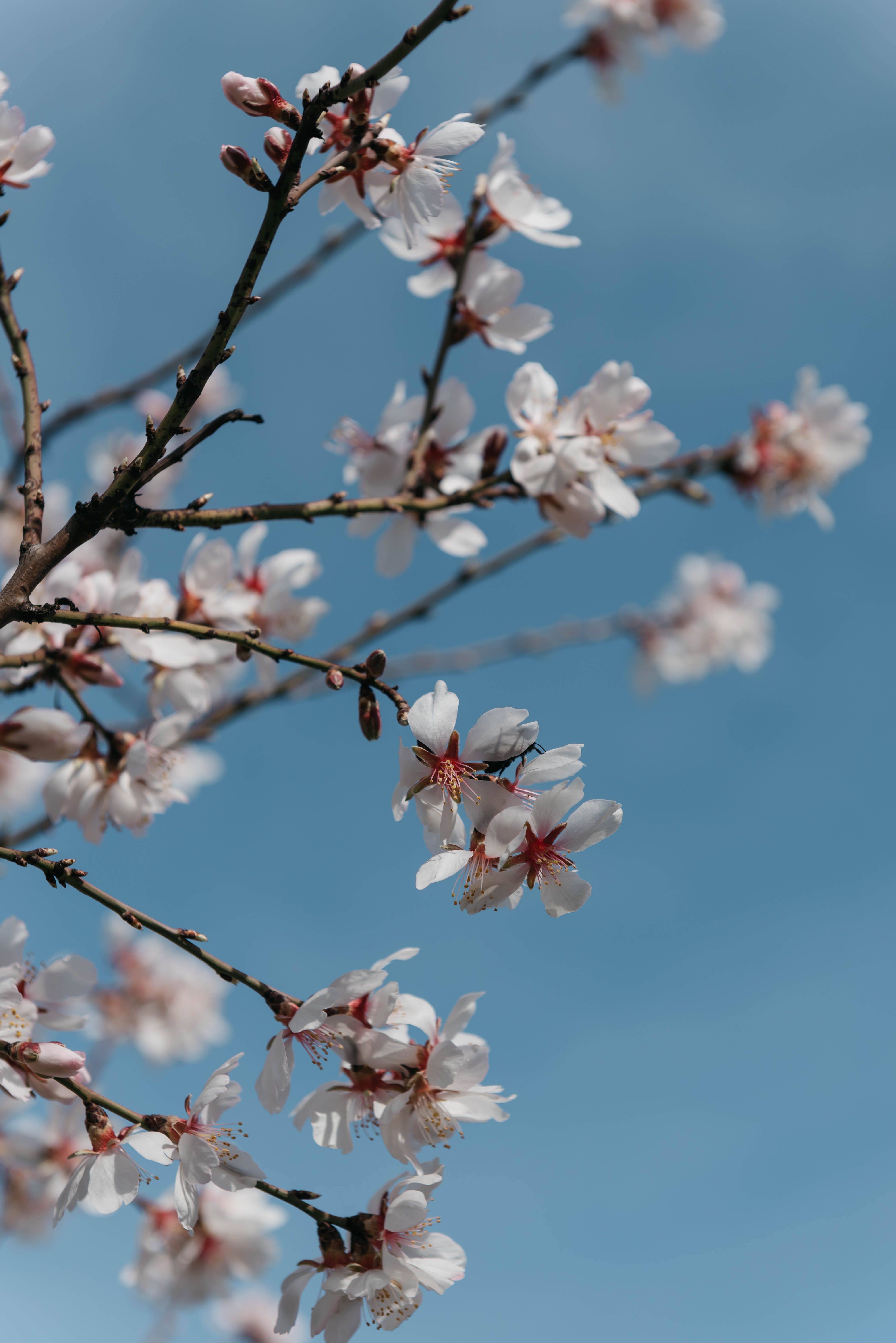 A branch of white almond blossoms against a blue sky - Cherry blossom