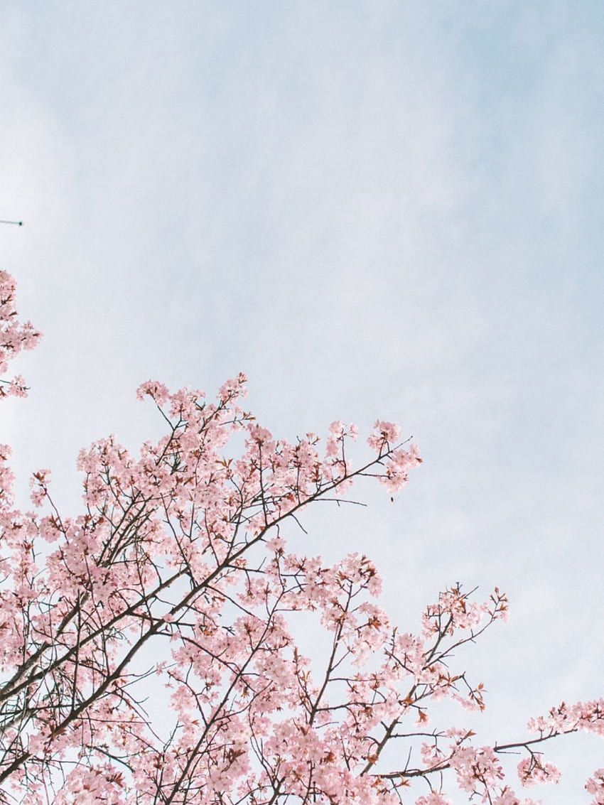 Pink flowers on a tree branch against a blue sky - Cherry blossom